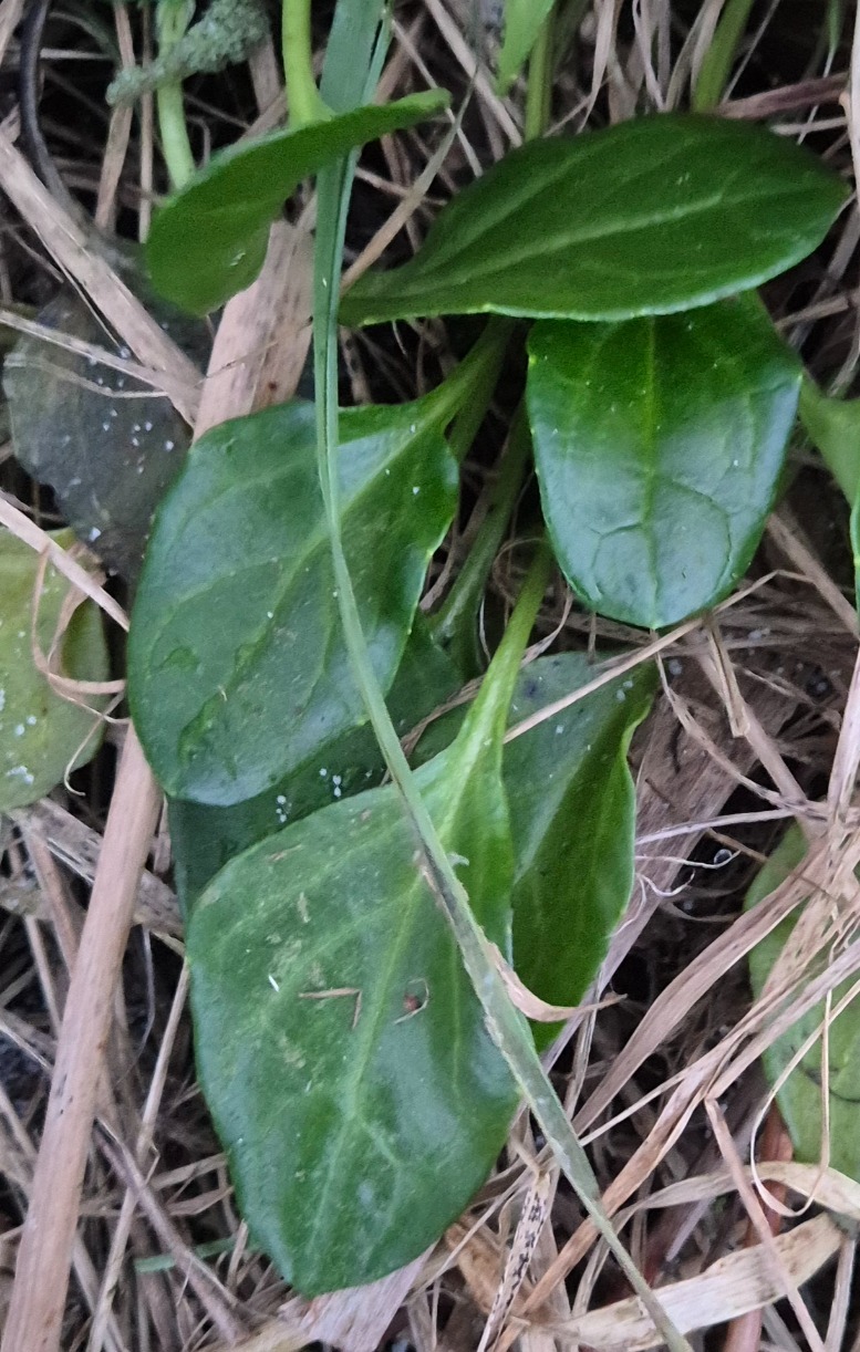 Cochlearia officinalis (Scurvy grass) (alternate view 11)