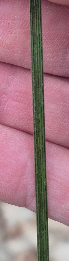 Deschampsia cespitosa (tufted hairgrass) (alternate view 11)