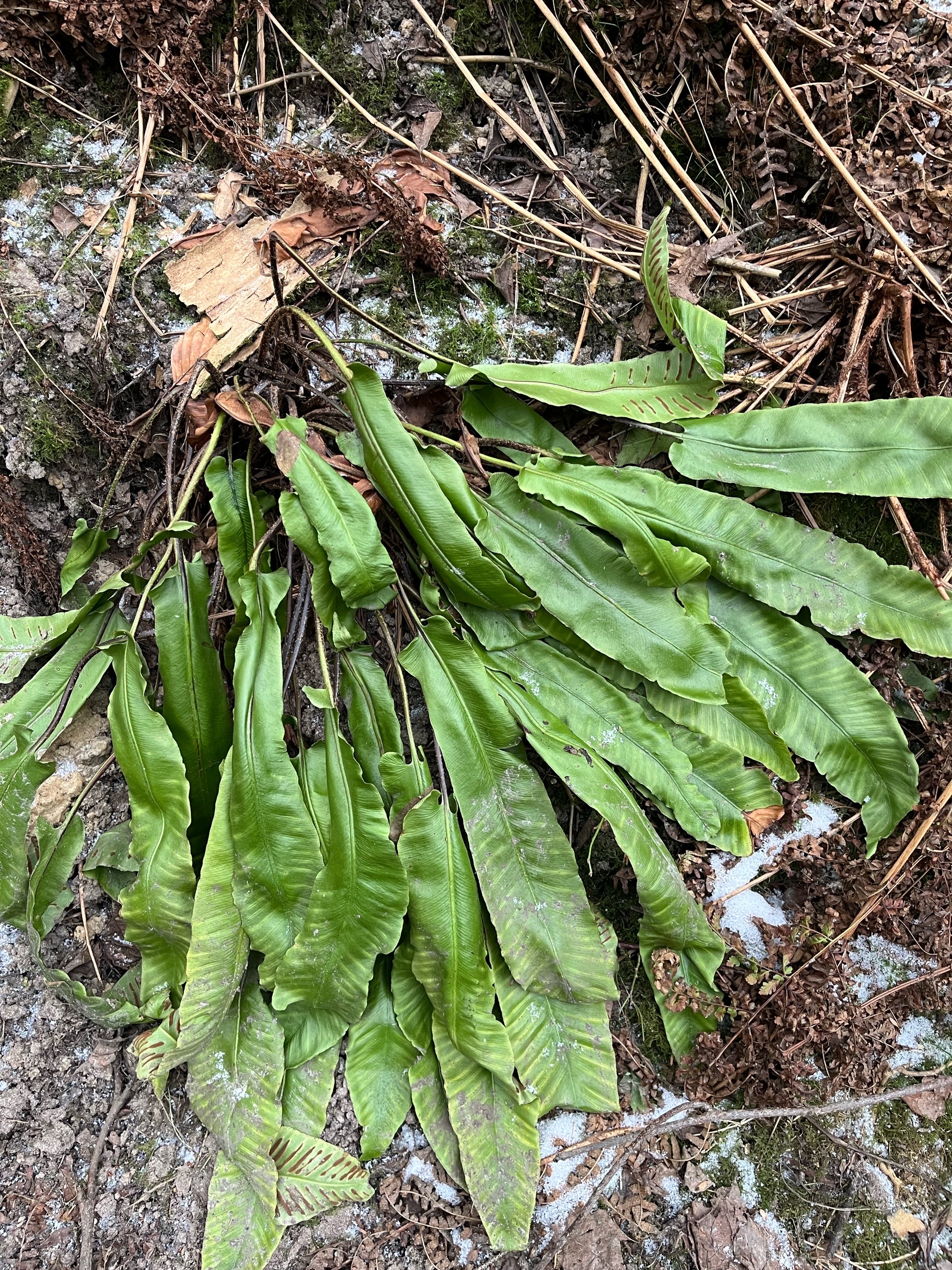 Asplenium scolopendrium (Harts Tongue Fern) (alternate view 13)