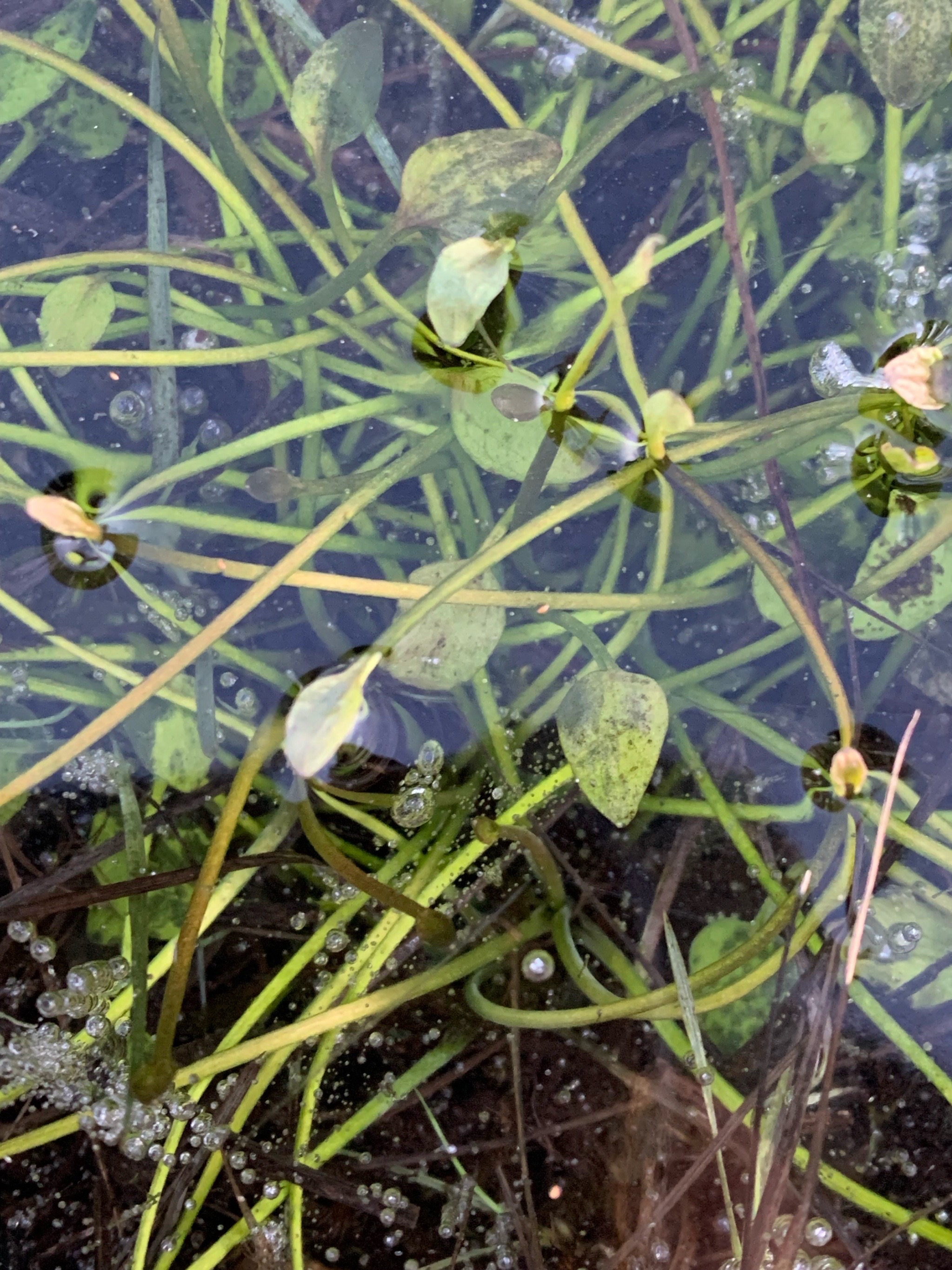 Ranunculus flammula (Lesser Spearwort) (alternate view 12)