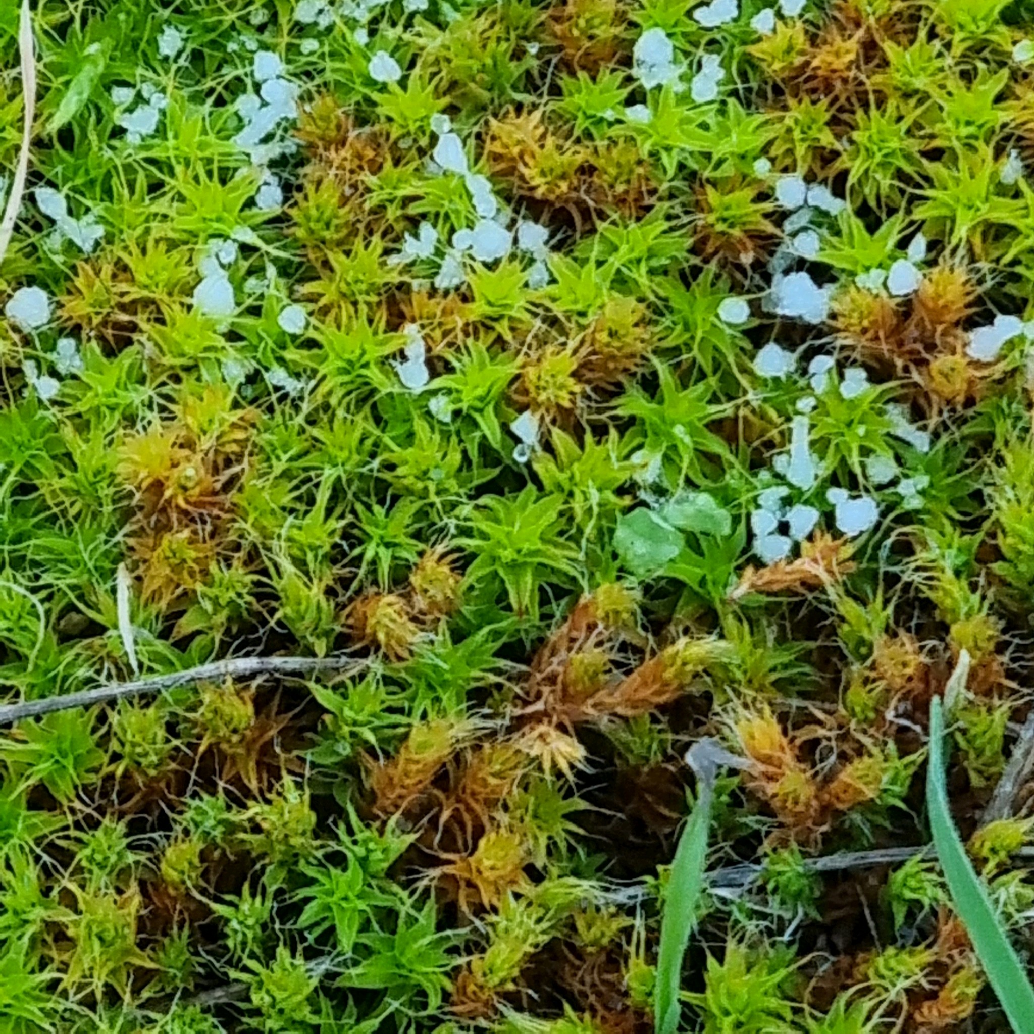 Syntrichia ruraliformis (Sand-hill Screw-moss) (alternate view 5)