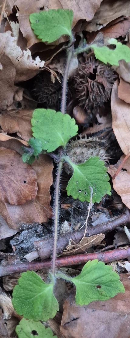 Veronica montana (Wood Speedwell) (alternate view 9)