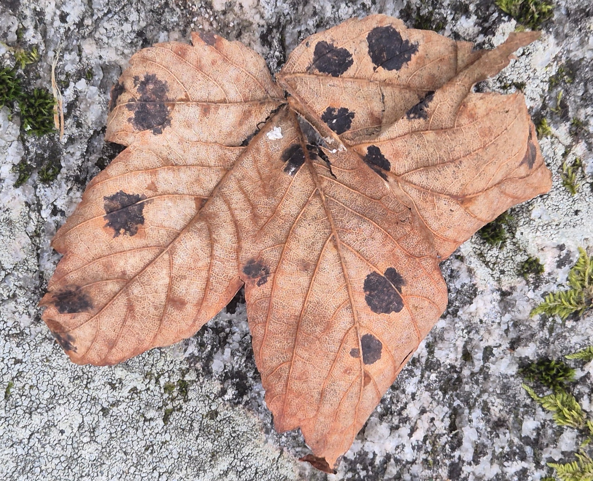 Acer pseudoplatanus (sycamore maple) (alternate view 3)