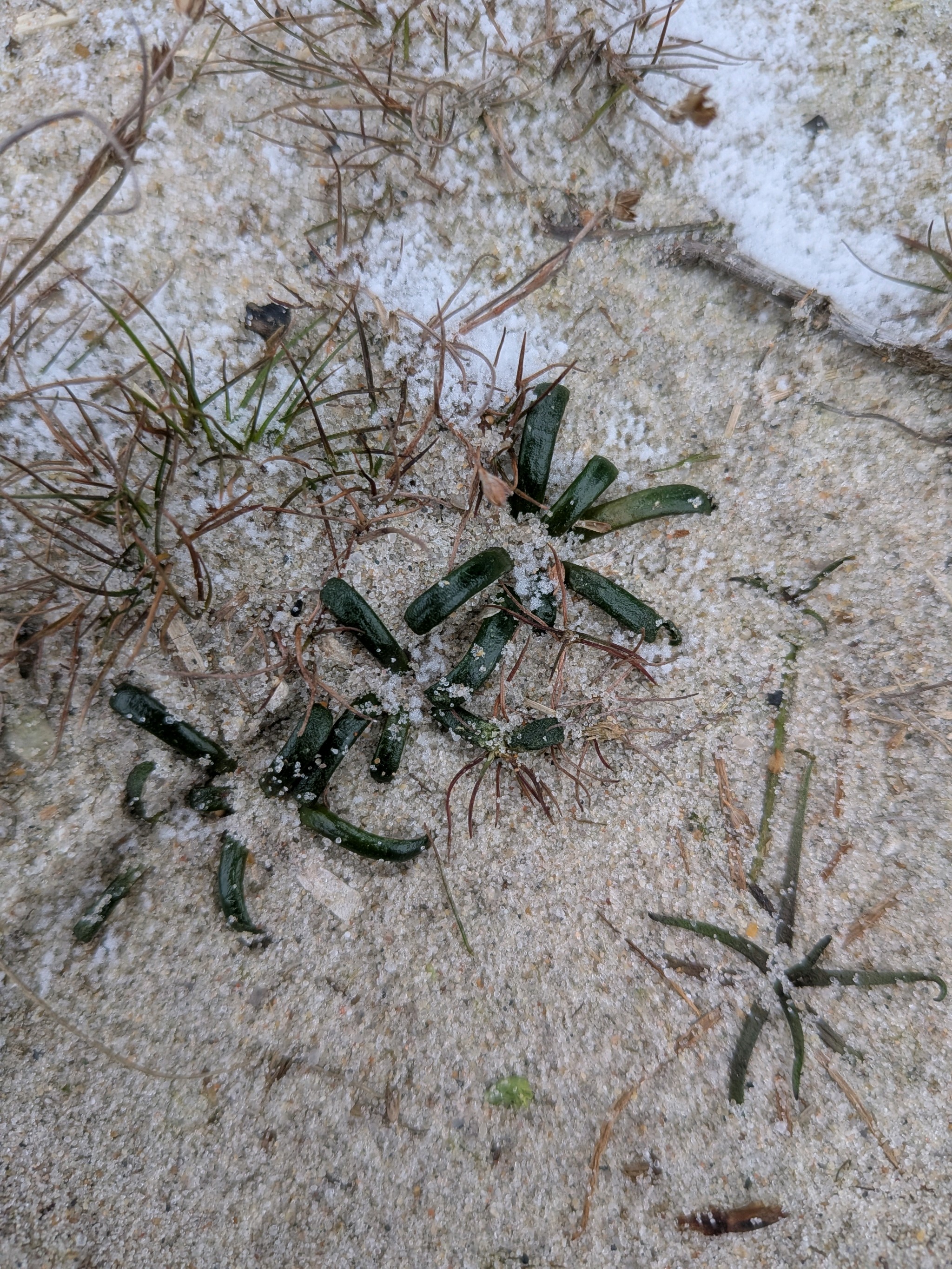Lobelia (Lobelias)