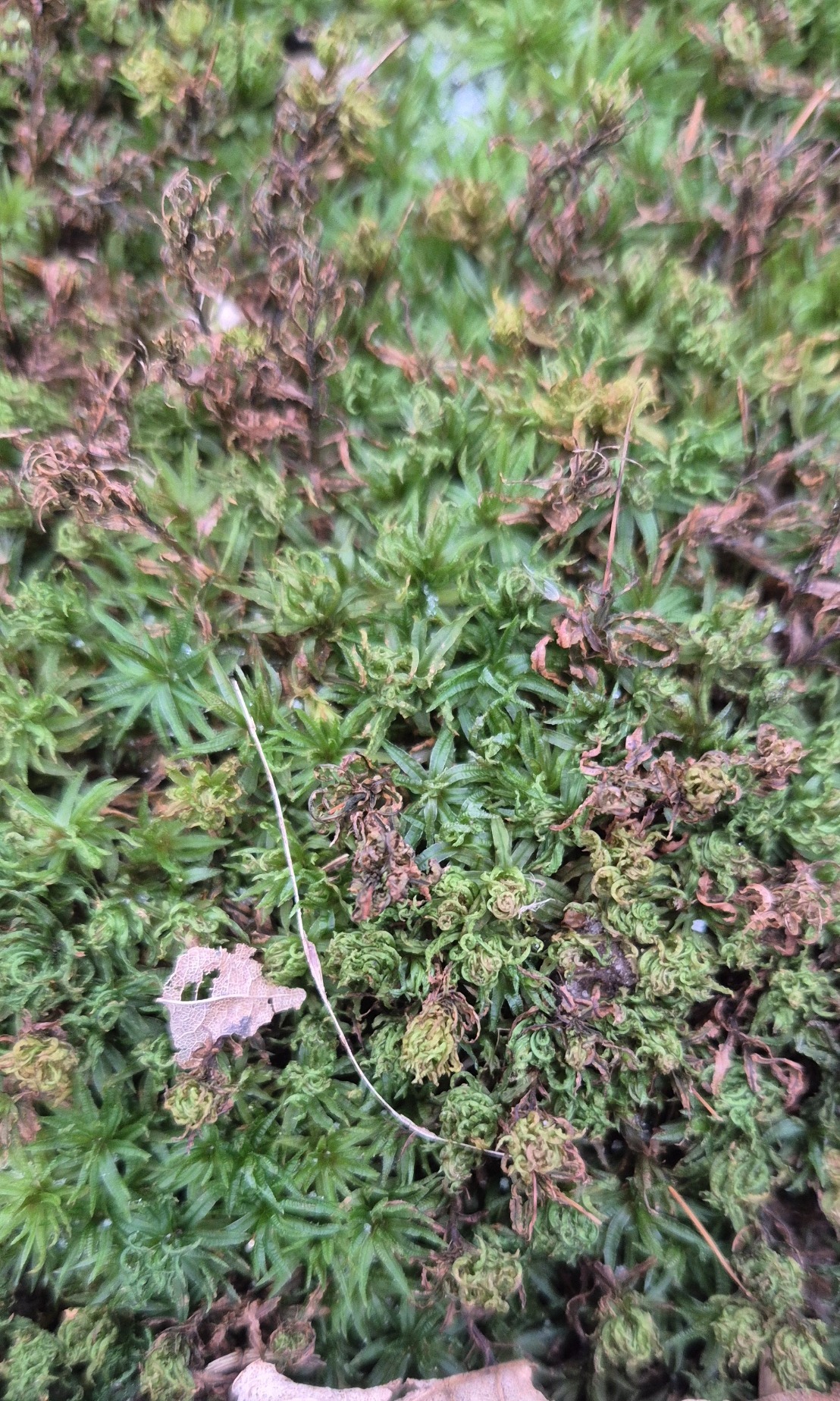 Atrichum (Smoothcap Mosses)