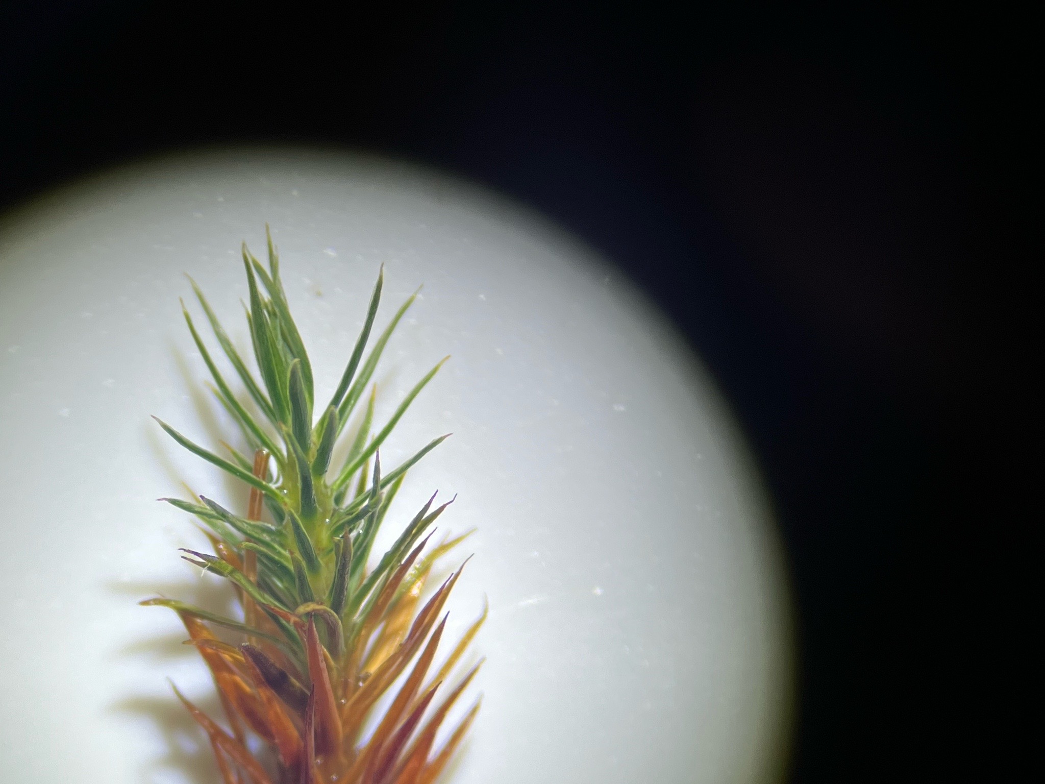 Polytrichum juniperinum (juniper haircap moss) (alternate view 11)