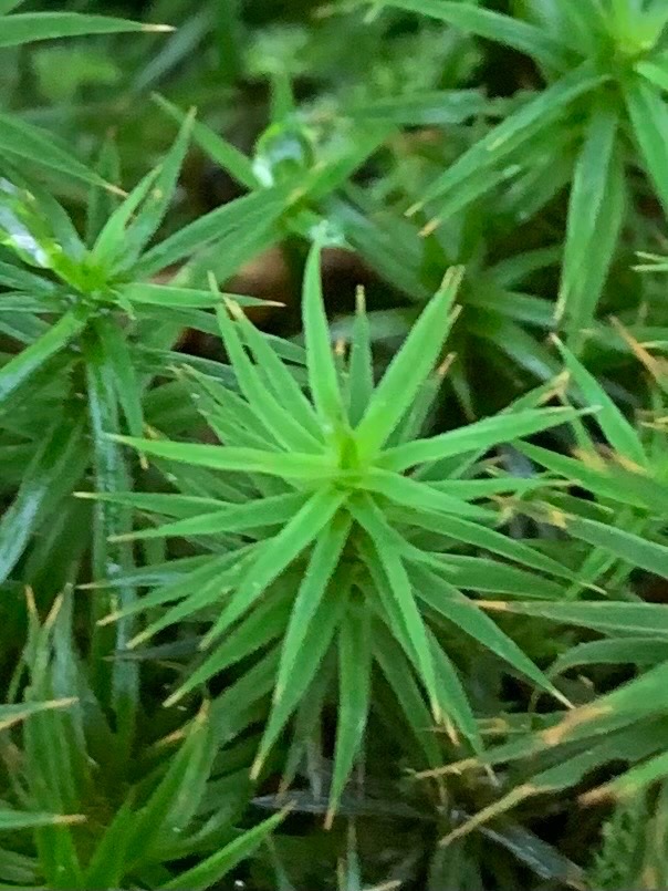 Polytrichum formosum (Bank Haircap Moss) (alternate view 11)