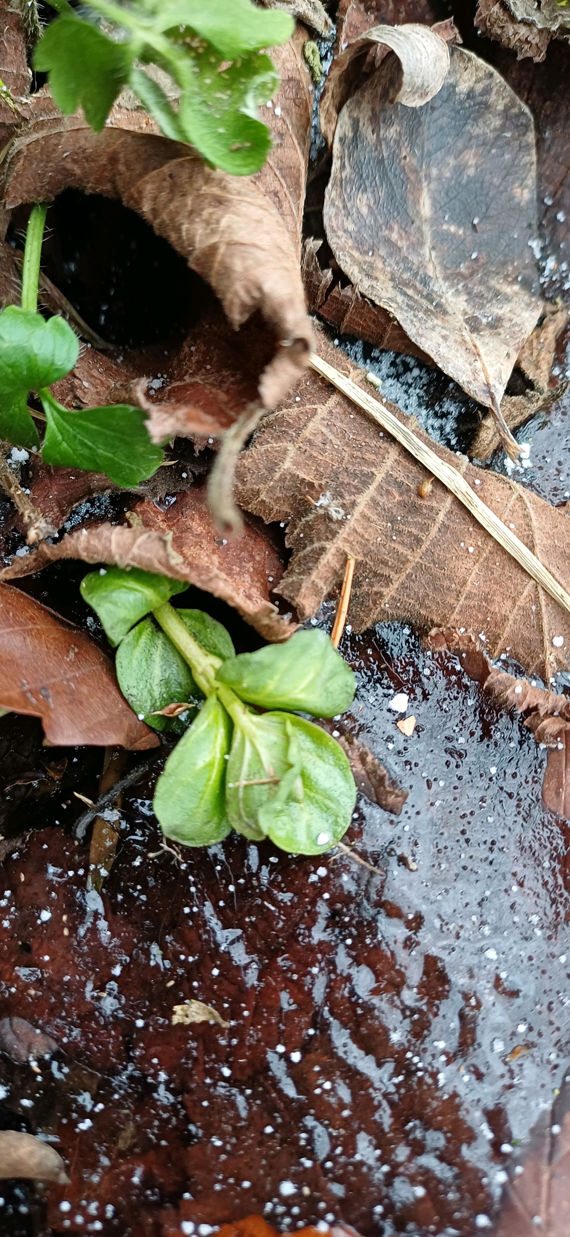 Veronica beccabunga (Brooklime) (alternate view 11)