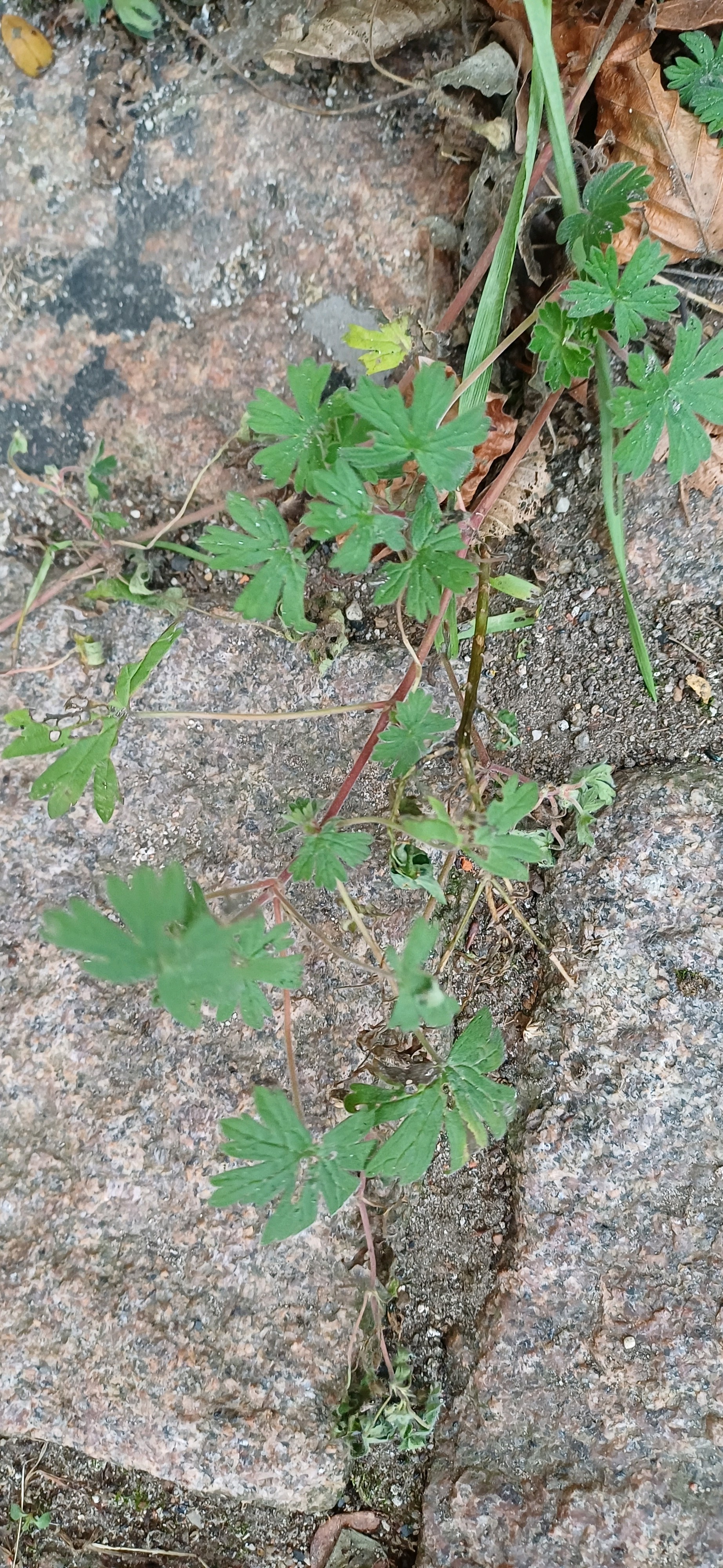 Geranium pusillum (Small-flowered Crane's-bill) (alternate view 14)