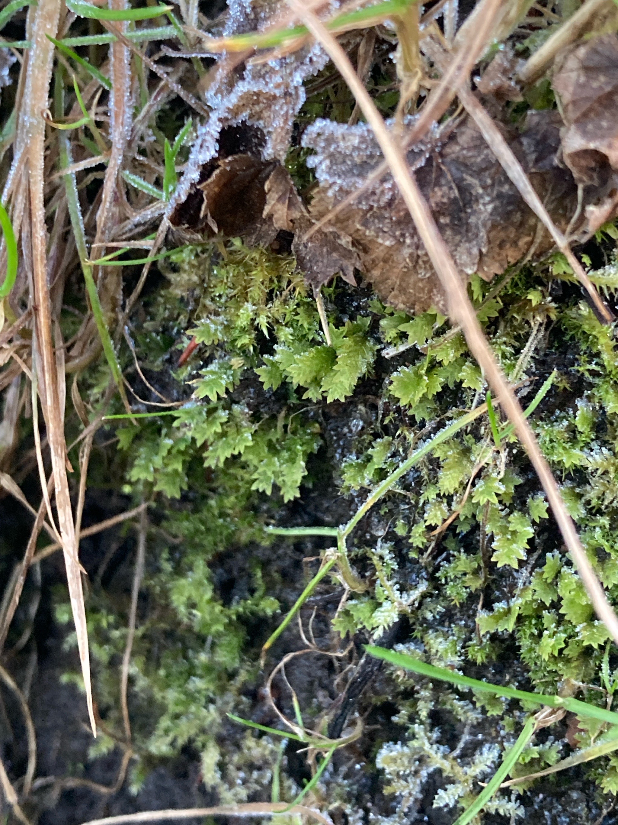 Fissidens taxifolius (Common Pocket-moss) (alternate view 10)