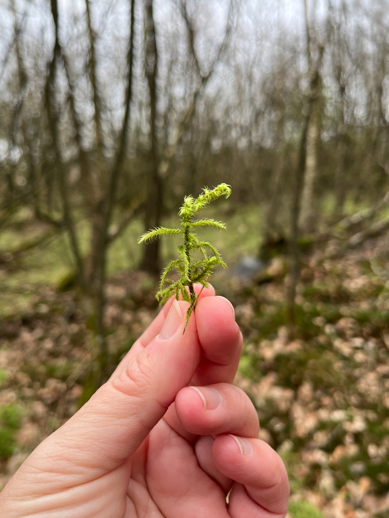 Rhytidiadelphus loreus (Lanky Moss) (alternate view 9)