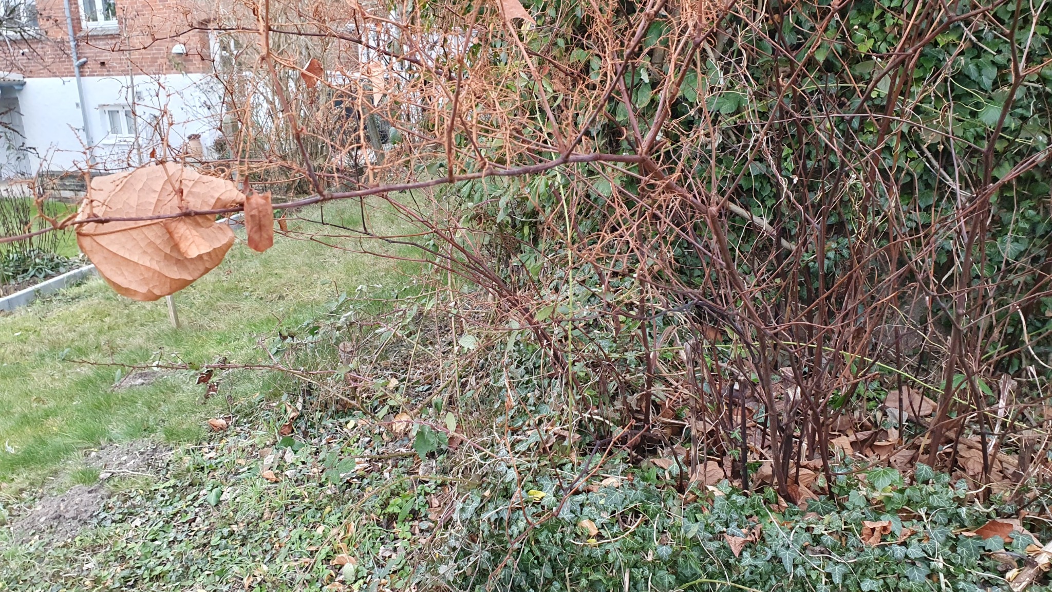 Fallopia japonica (Japanese knotweed)