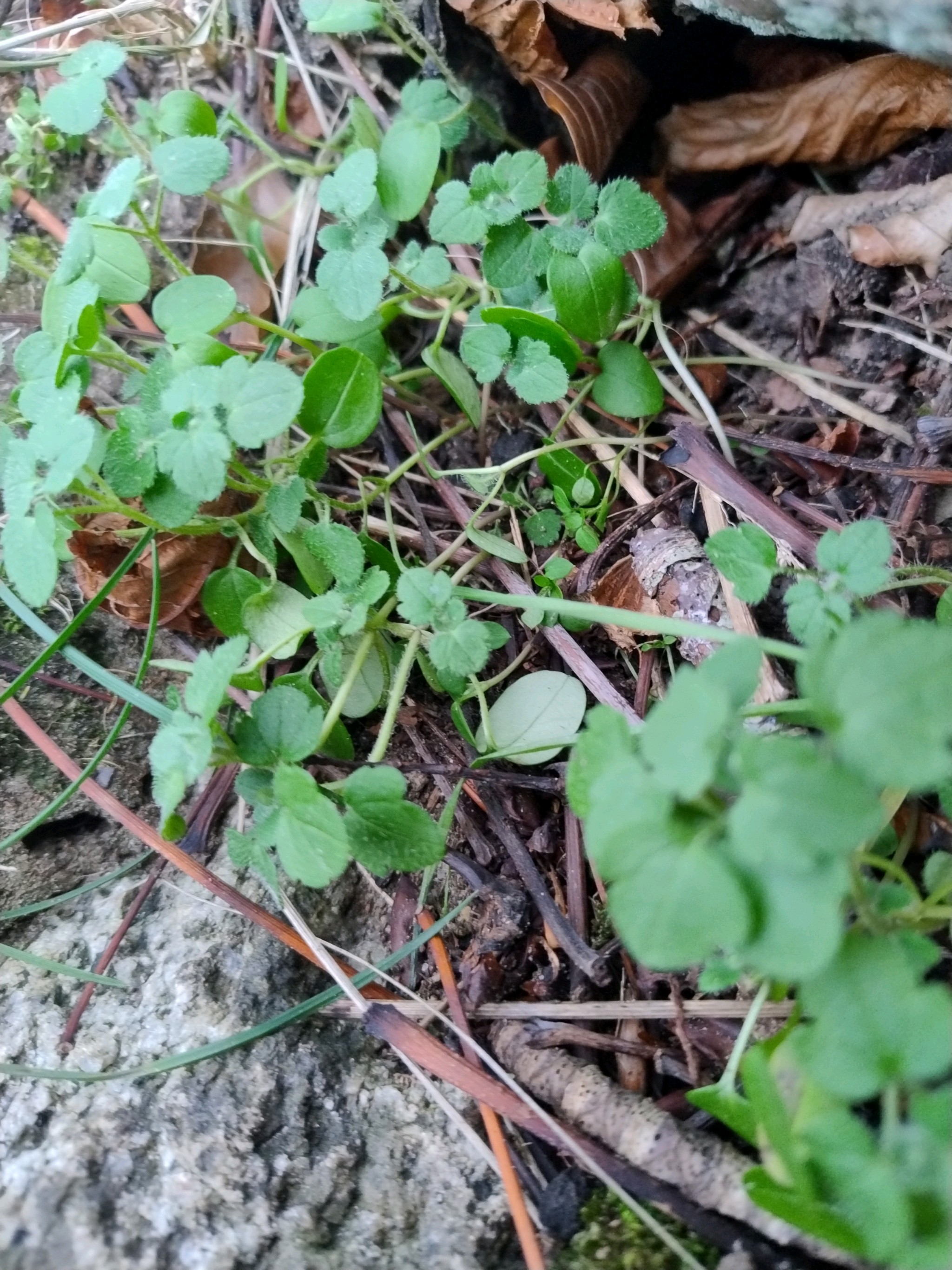 Veronica hederifolia (Ivy-leaved Speedwell) (alternate view 13)