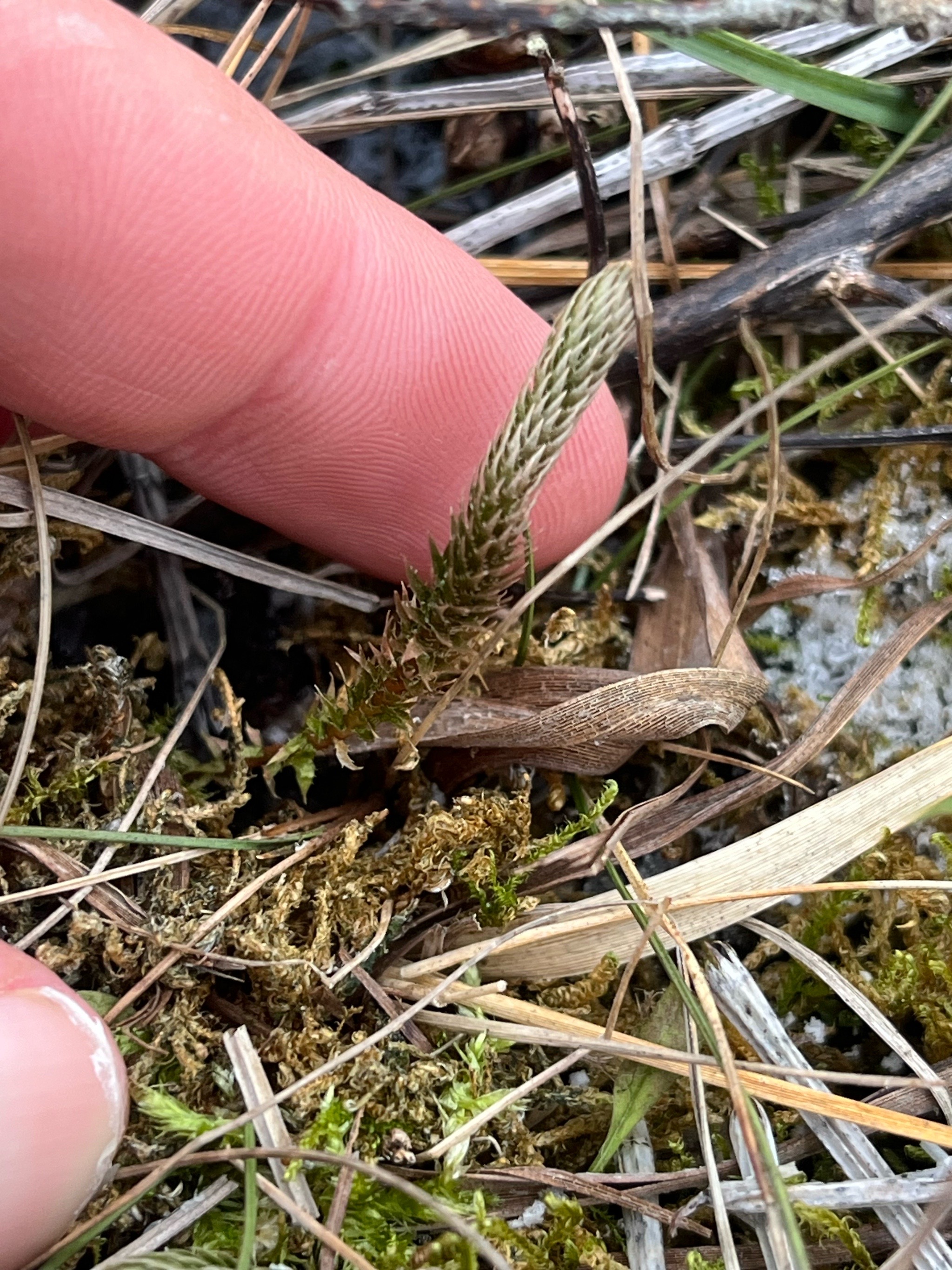 Selaginella (Spikemosses)