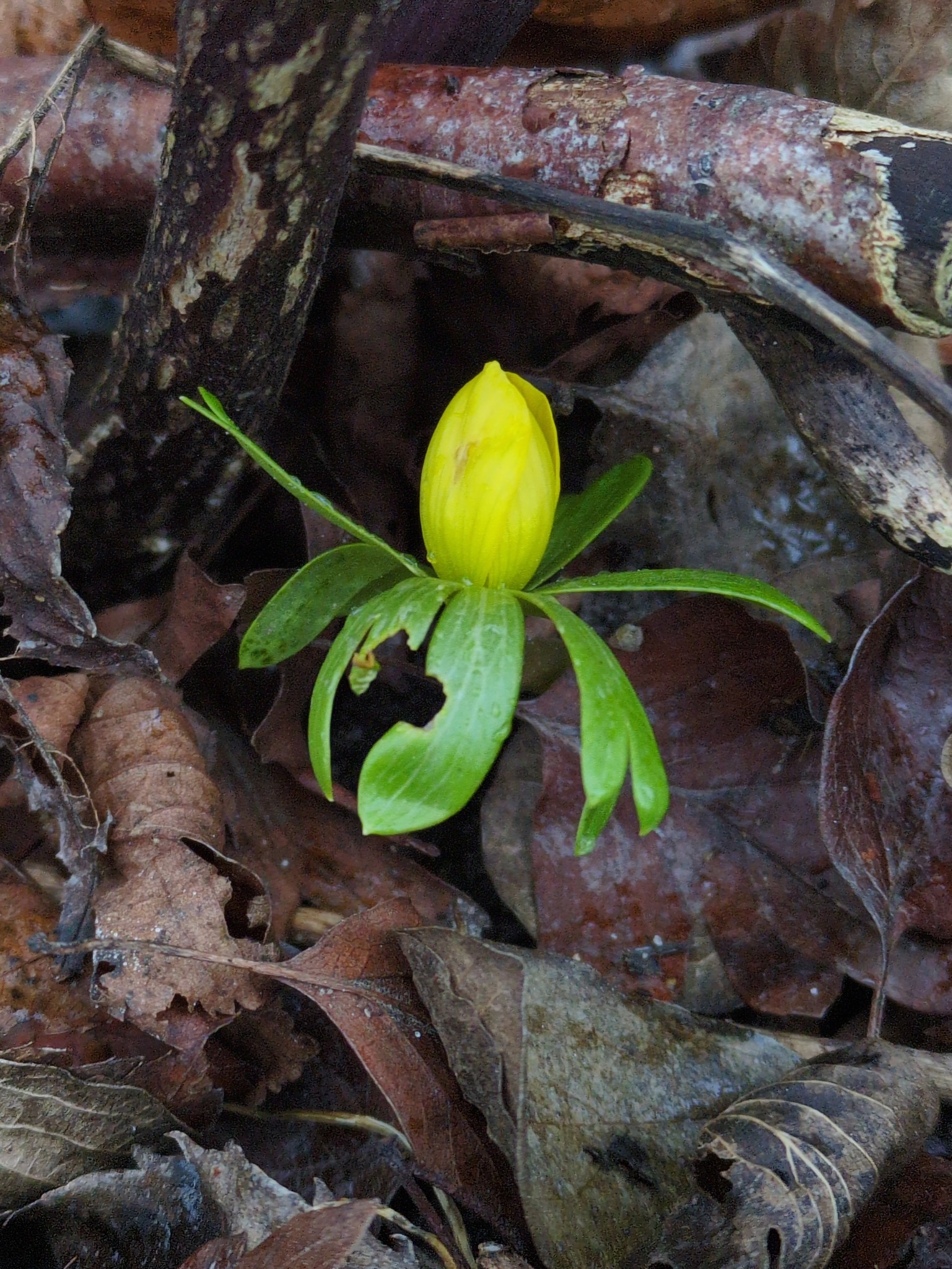 Eranthis hyemalis (Winter Aconite) (alternate view 11)