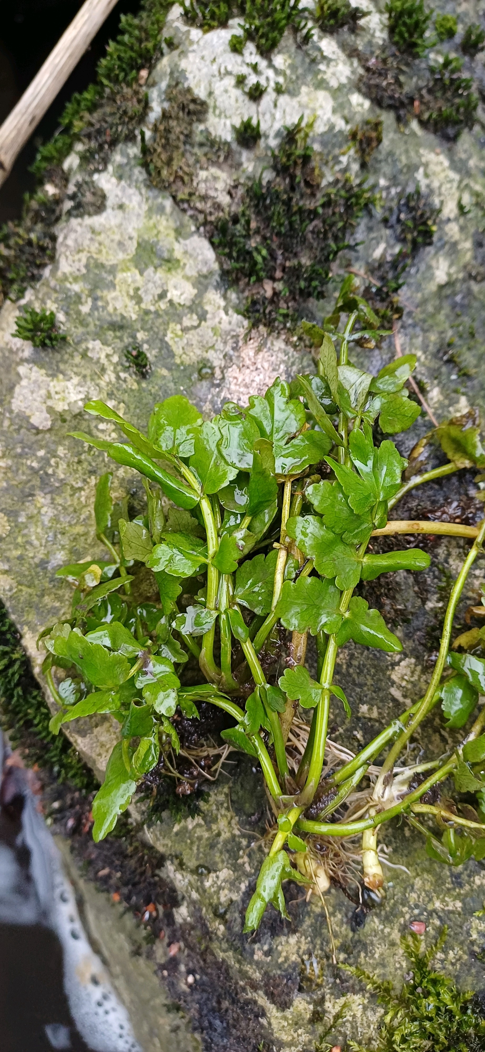 Berula erecta (cutleaf water parsnip) (alternate view 14)