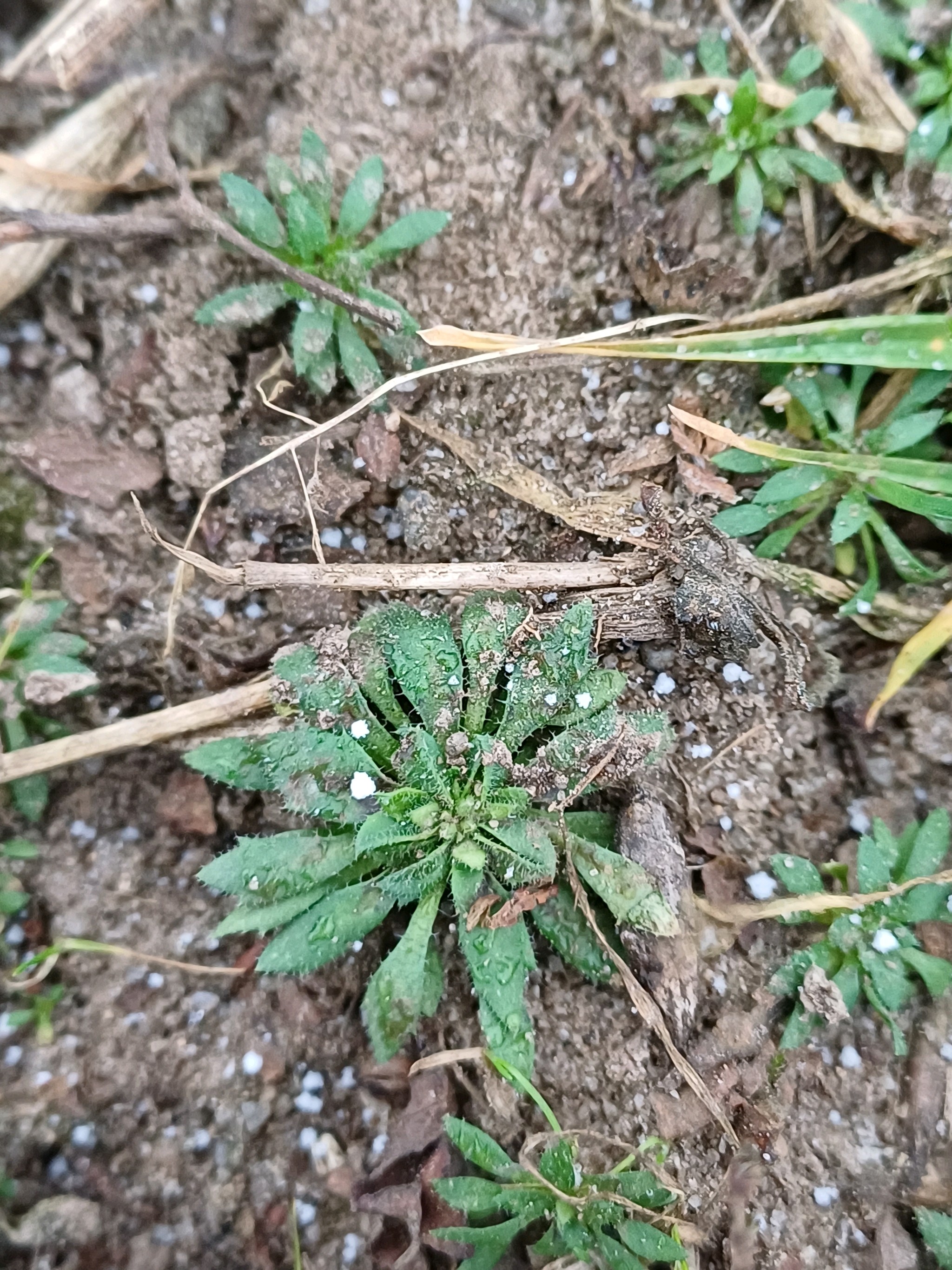 Draba (Drabas) (alternate view 2)