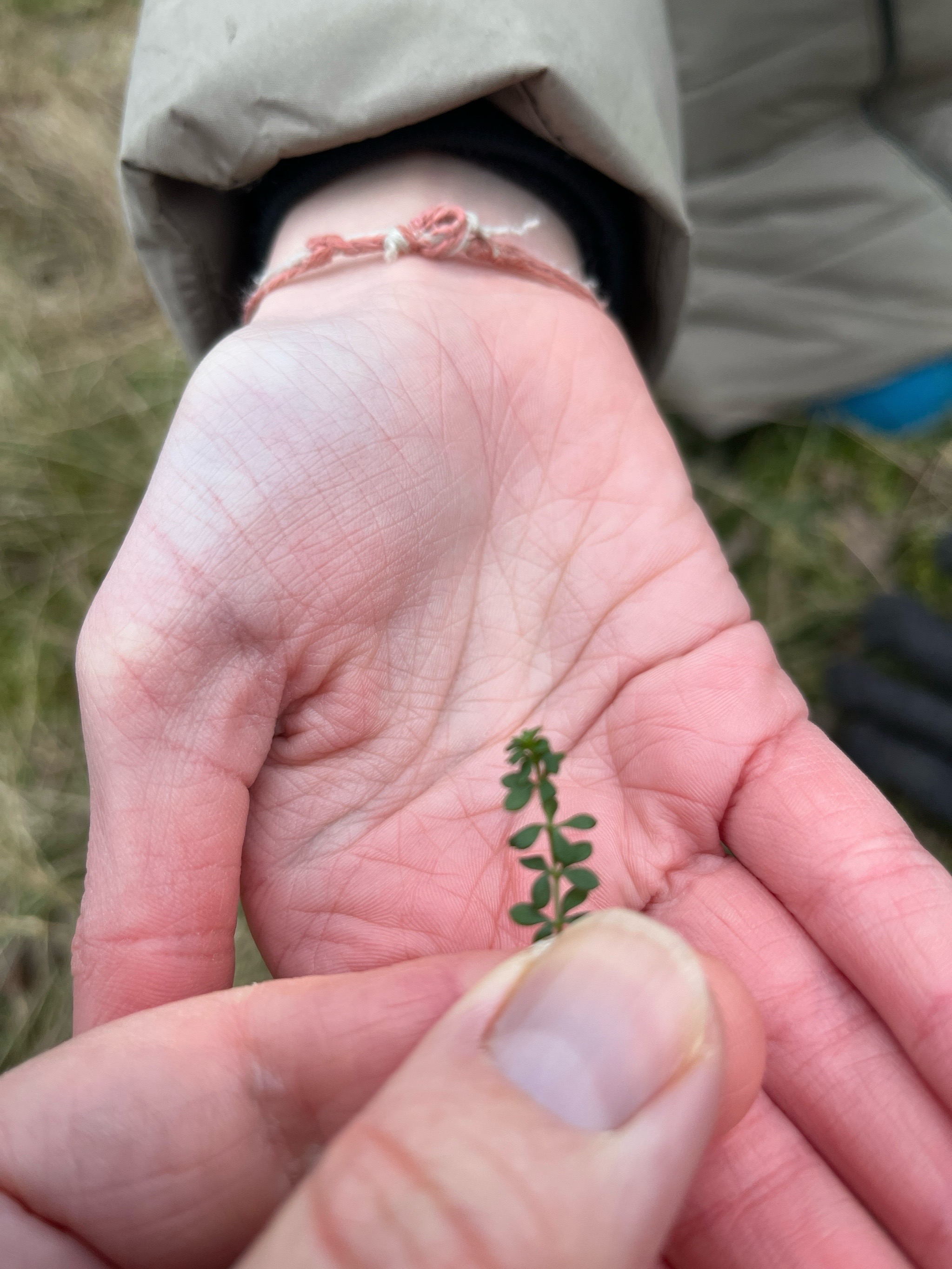 Galium saxatile (Heath Bedstraw) (alternate view 14)