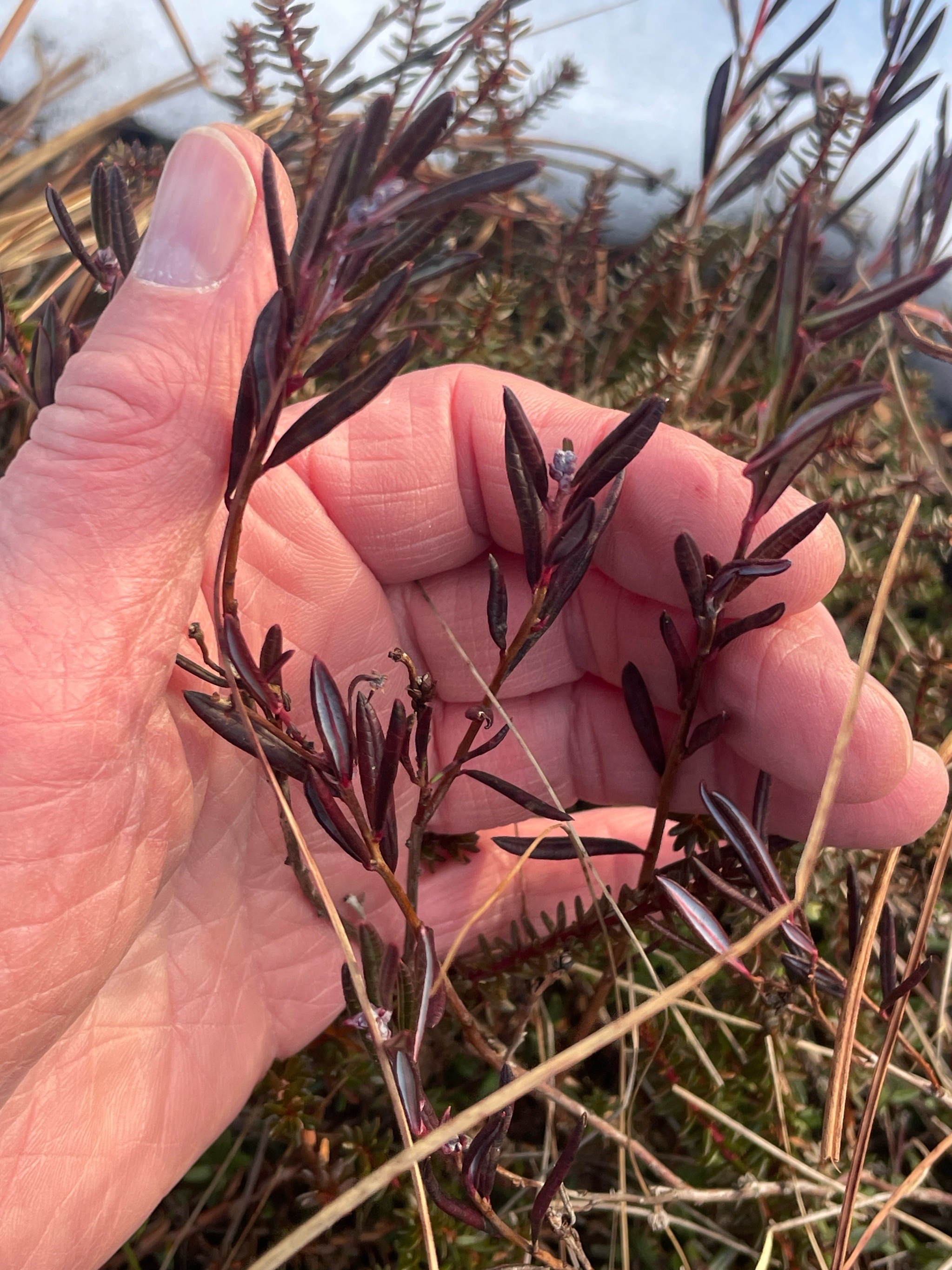 Andromeda polifolia (Bog Rosemary) (alternate view 2)