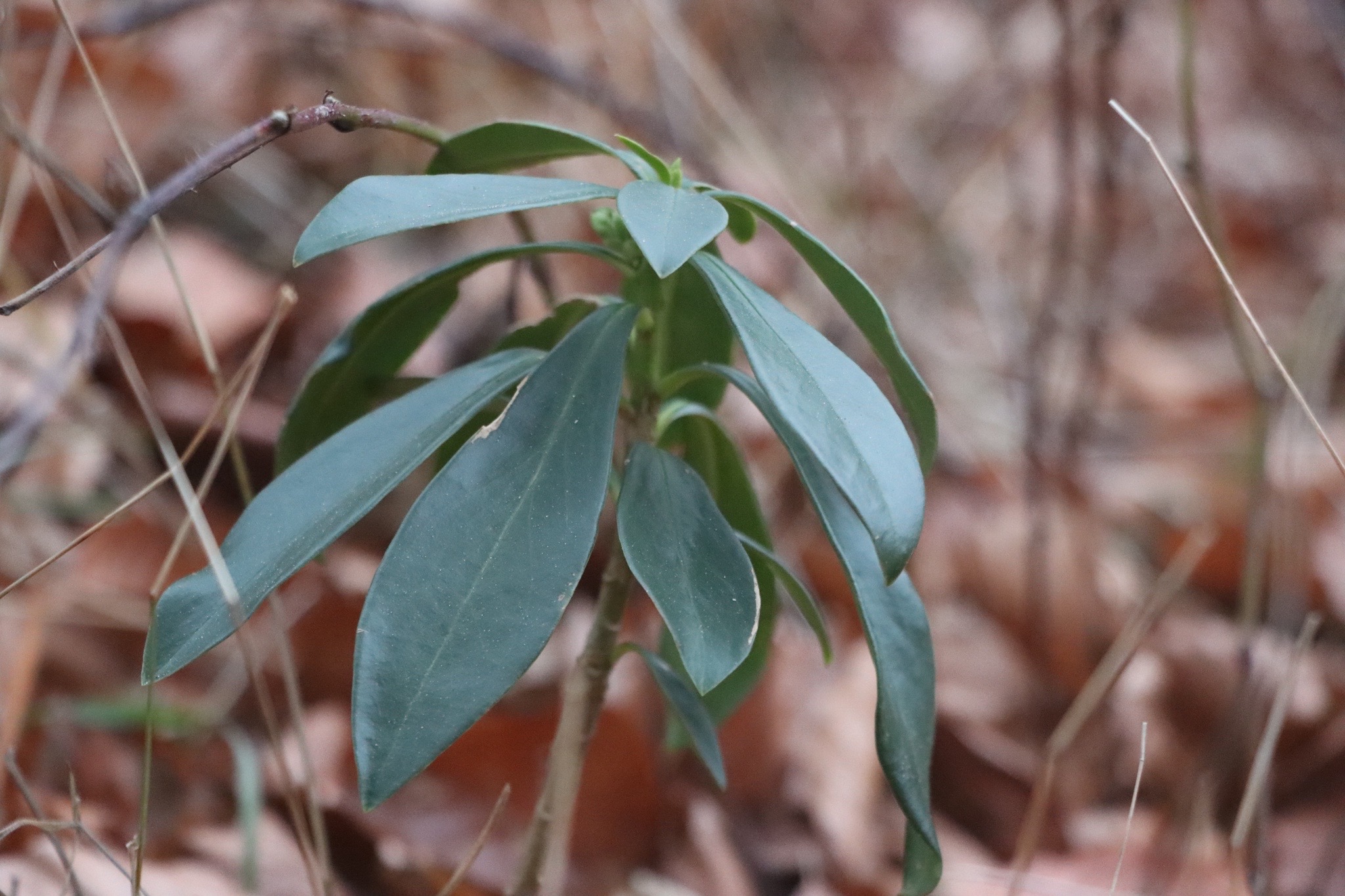 Daphne laureola (spurge daphne)