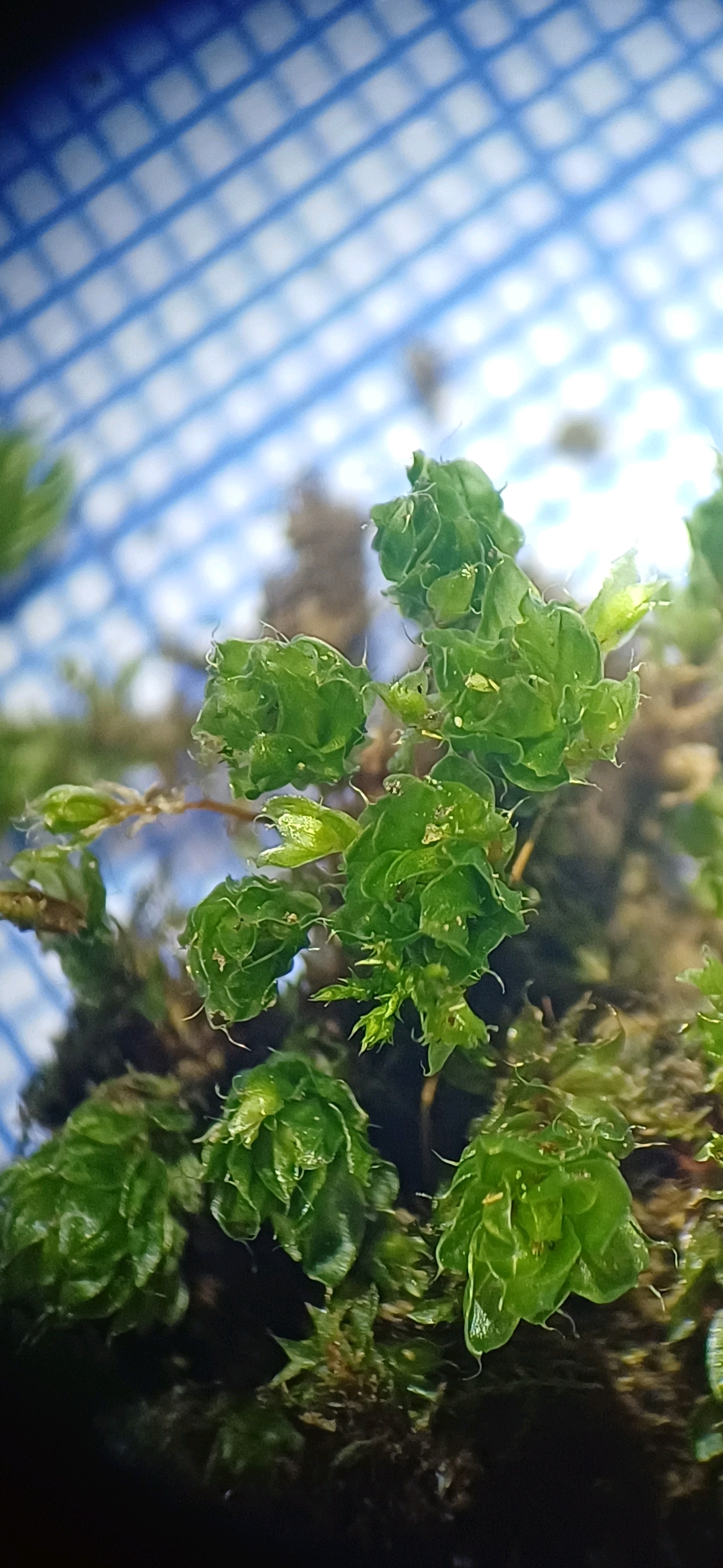 Ptychostomum capillare (Capillary Thread-moss) (alternate view 7)