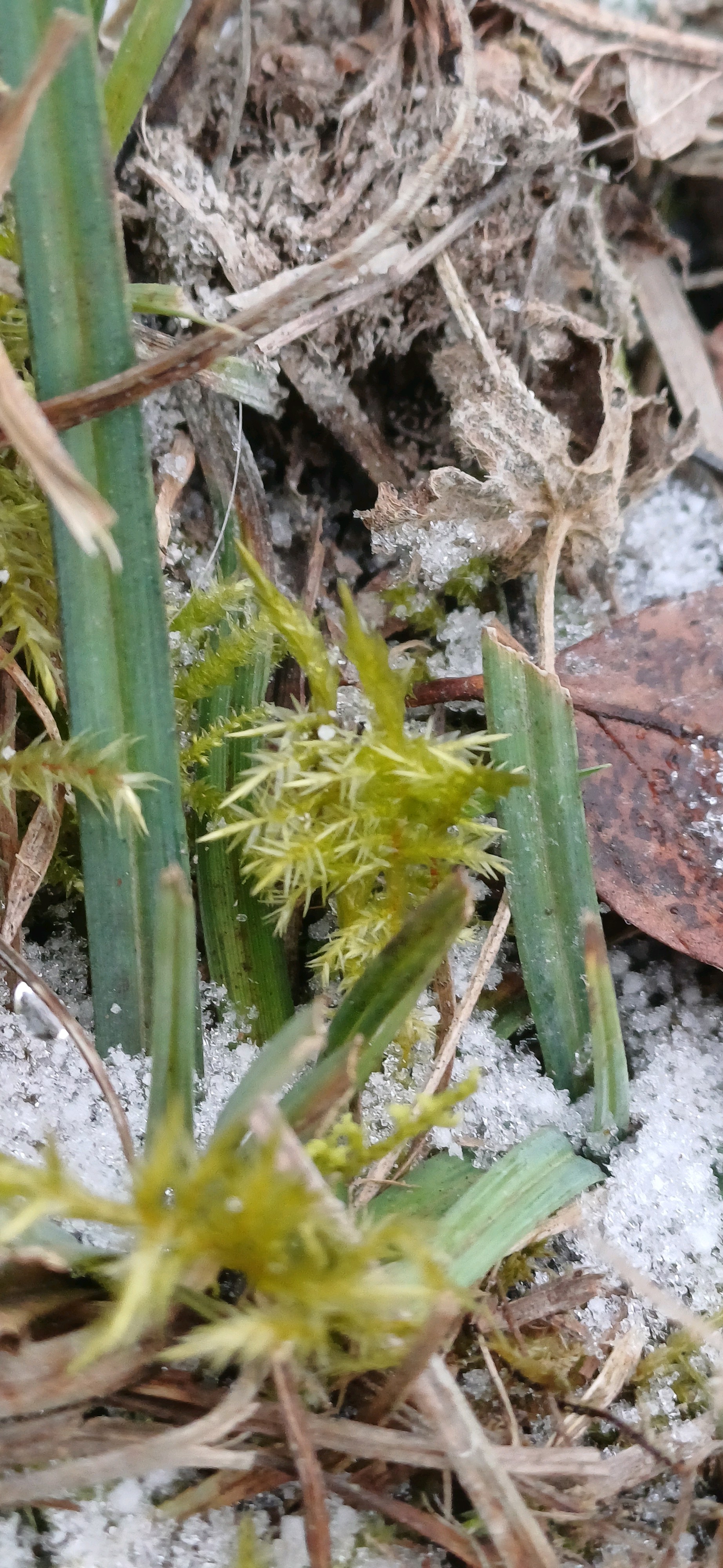 Calliergonella cuspidata (Pointed Spear-moss) (alternate view 14)