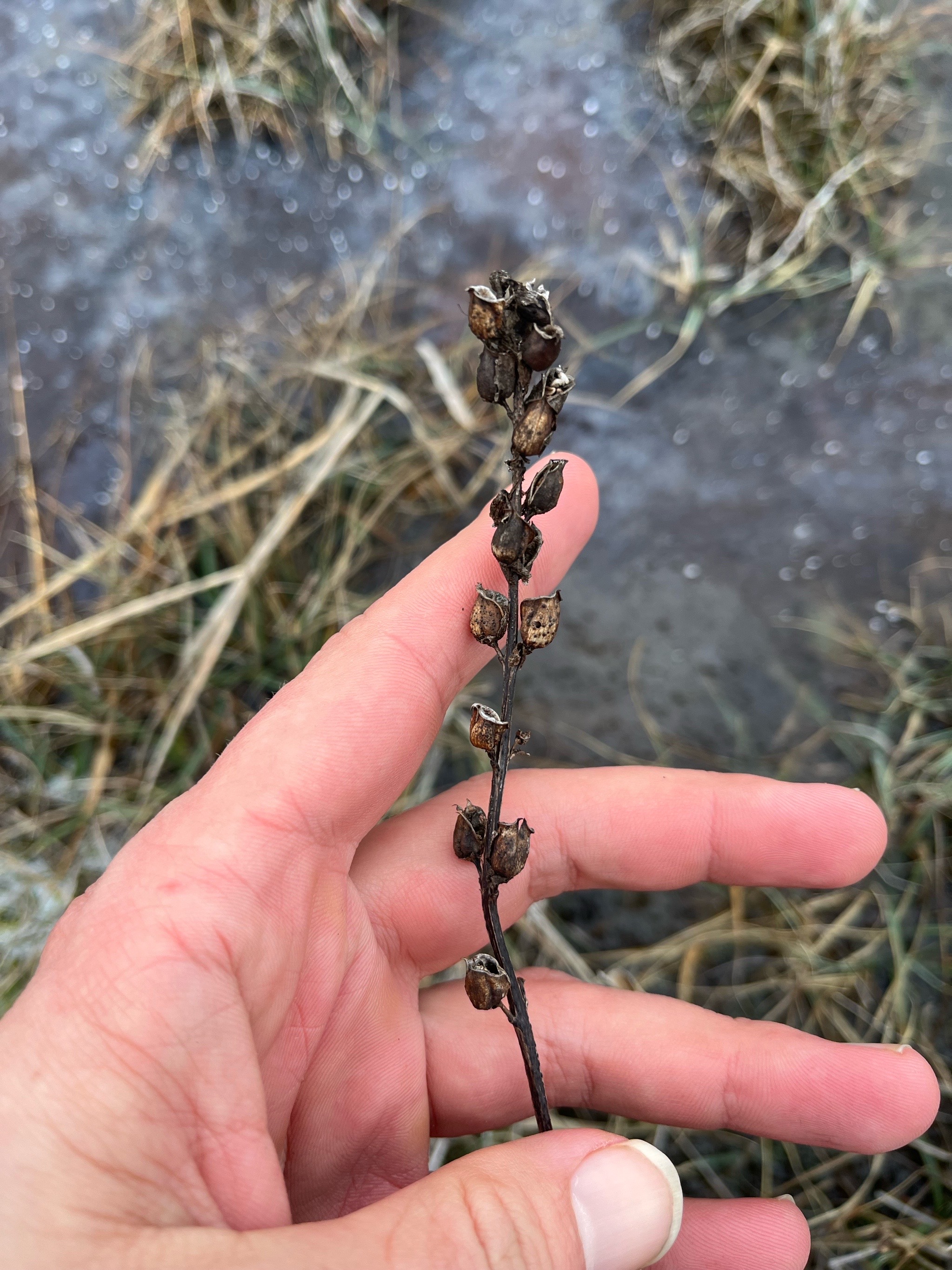 Pedicularis (Louseworts)