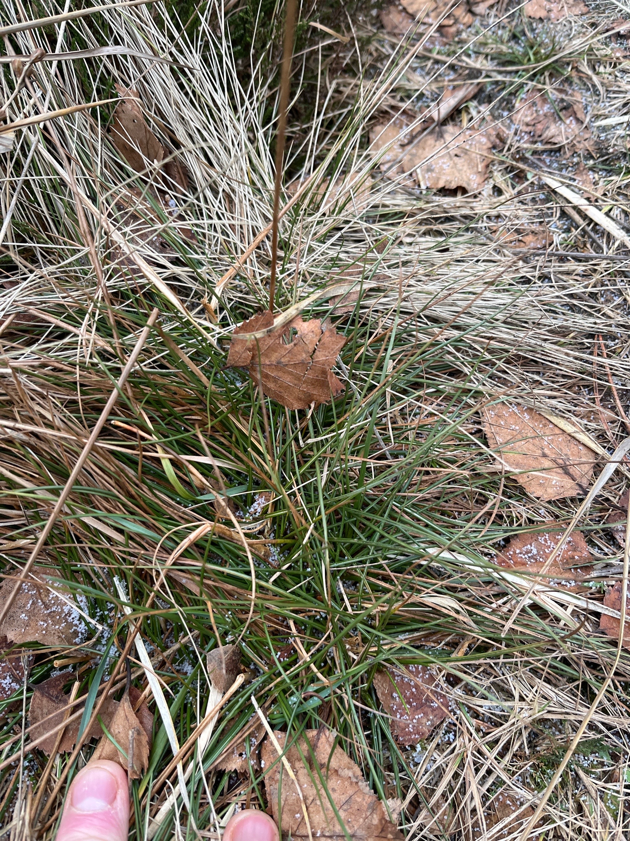 Juncus squarrosus (heath rush) (alternate view 13)