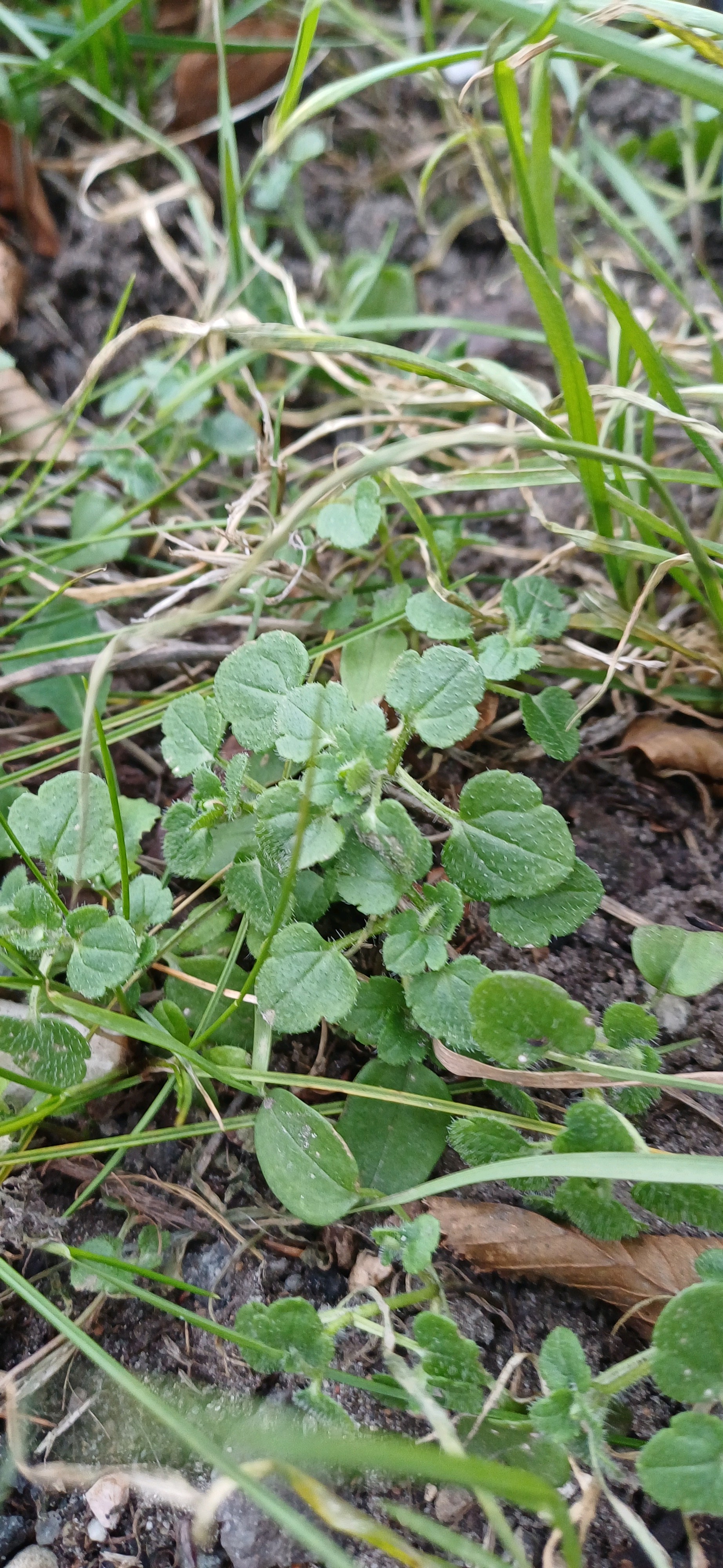 Veronica hederifolia (Ivy-leaved Speedwell) (alternate view 14)