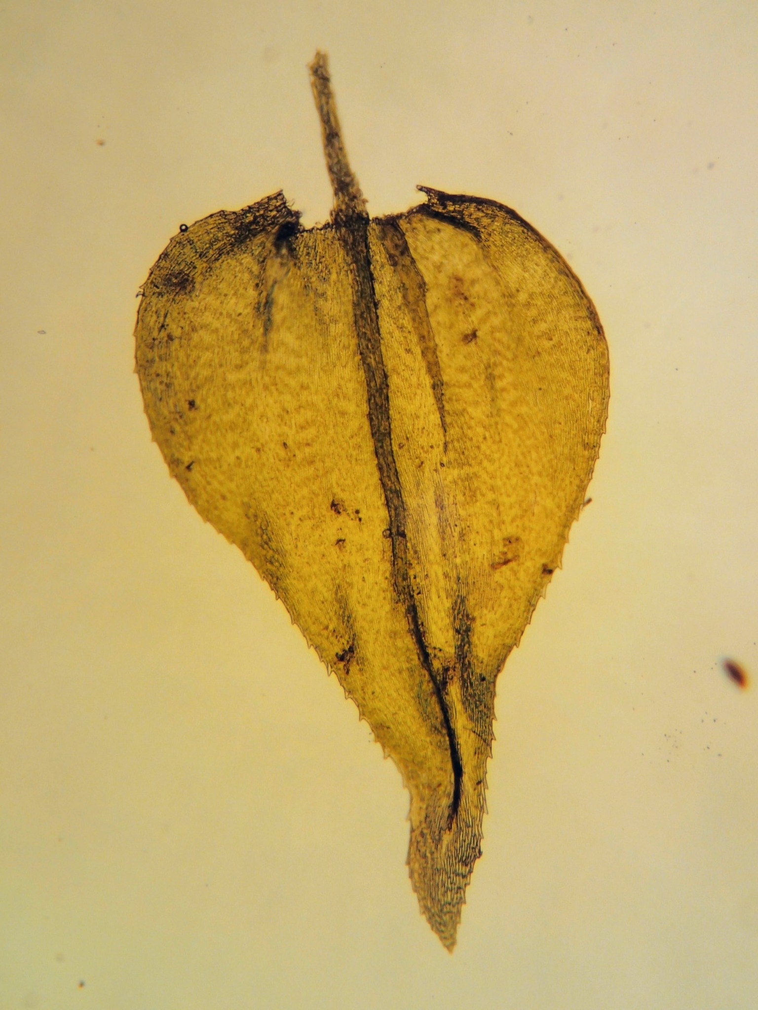 Eurhynchium striatum (Common Striated Feather-moss) (alternate view 10)