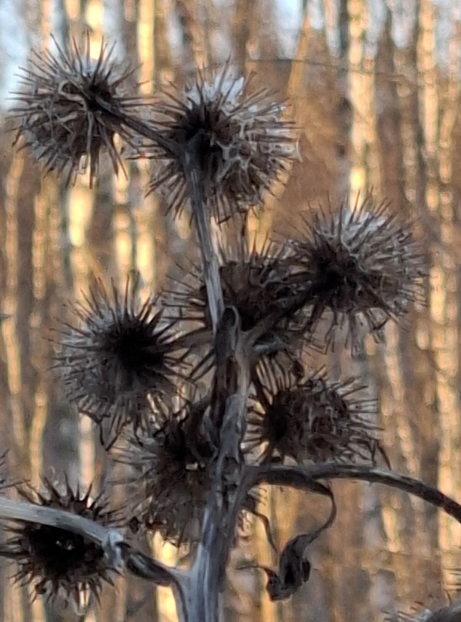 Arctium (burdocks) (alternate view 3)