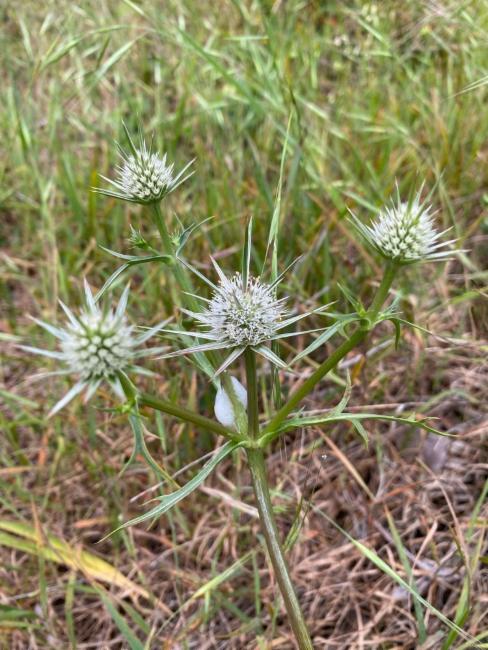 Eryngium (Eryngos)