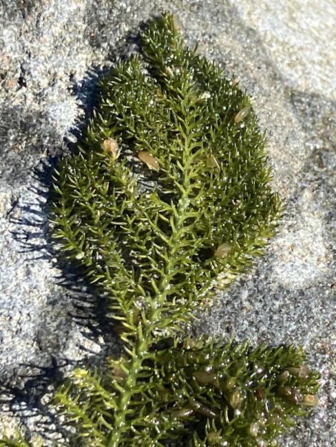 Caulerpa