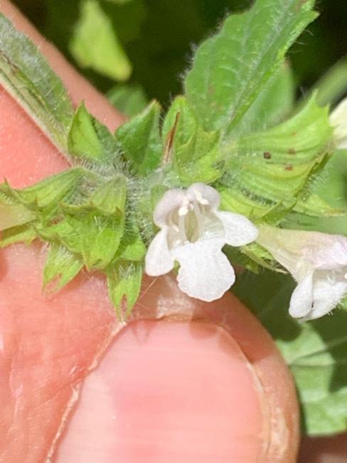 Melissa officinalis (Lemon Balm) (alternate view 10)