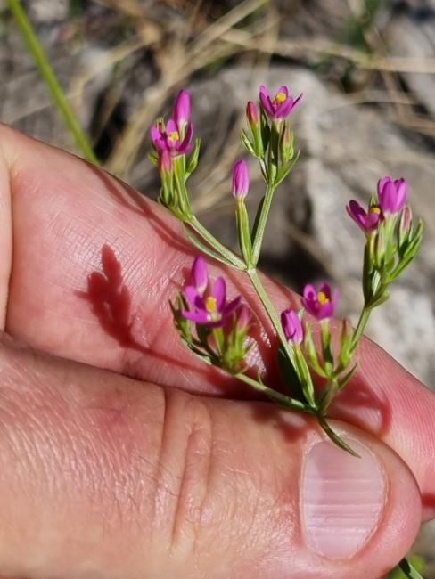 Centaurium tenuiflorum (Slender Centaury) (alternate view 12)