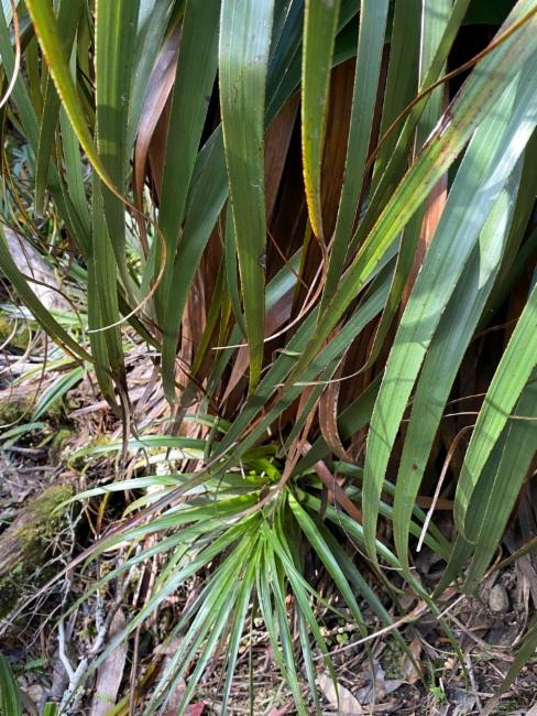 Richea pandanifolia (Pandani) (alternate view 11)