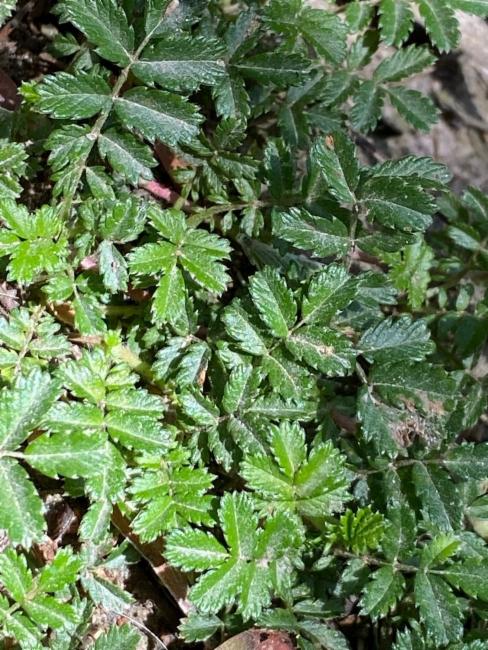 Acaena novae-zelandiae (Biddy-biddy) (alternate view 11)