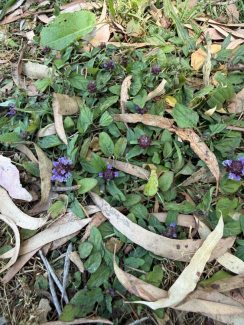 Prunella vulgaris (self heal) (alternate view 11)