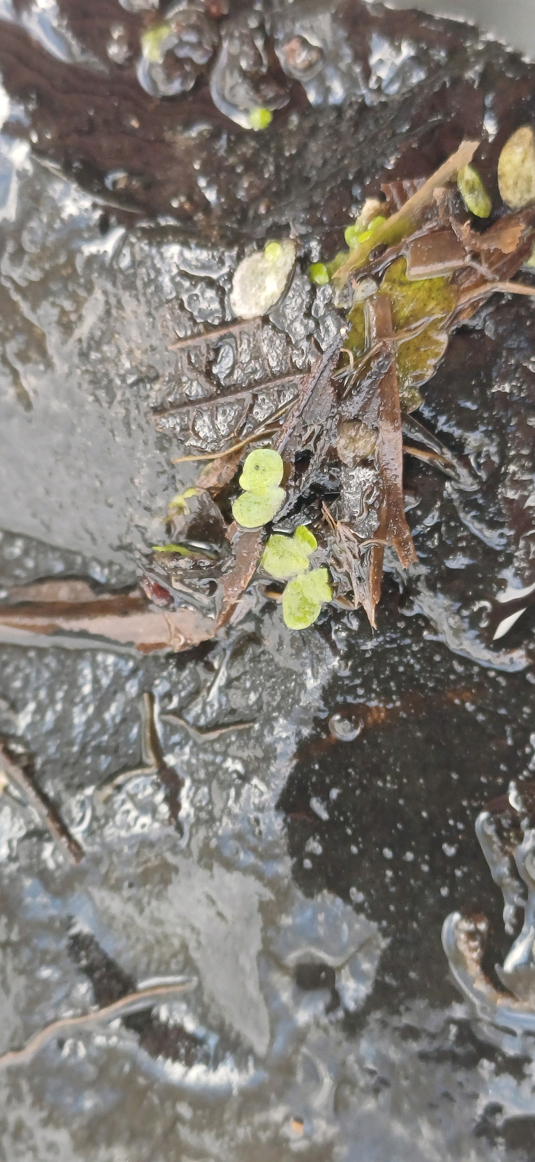 Lemna minor (Common Duckweed) (alternate view 14)