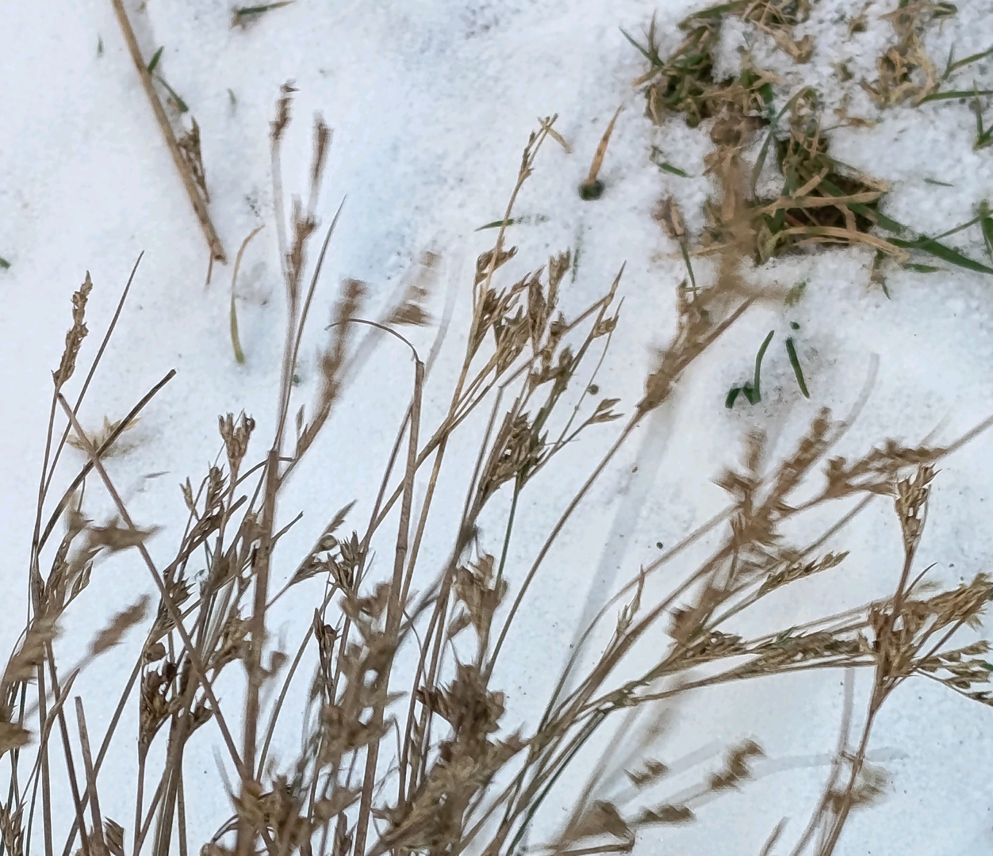 Juncus tenuis (Path Rush) (alternate view 10)