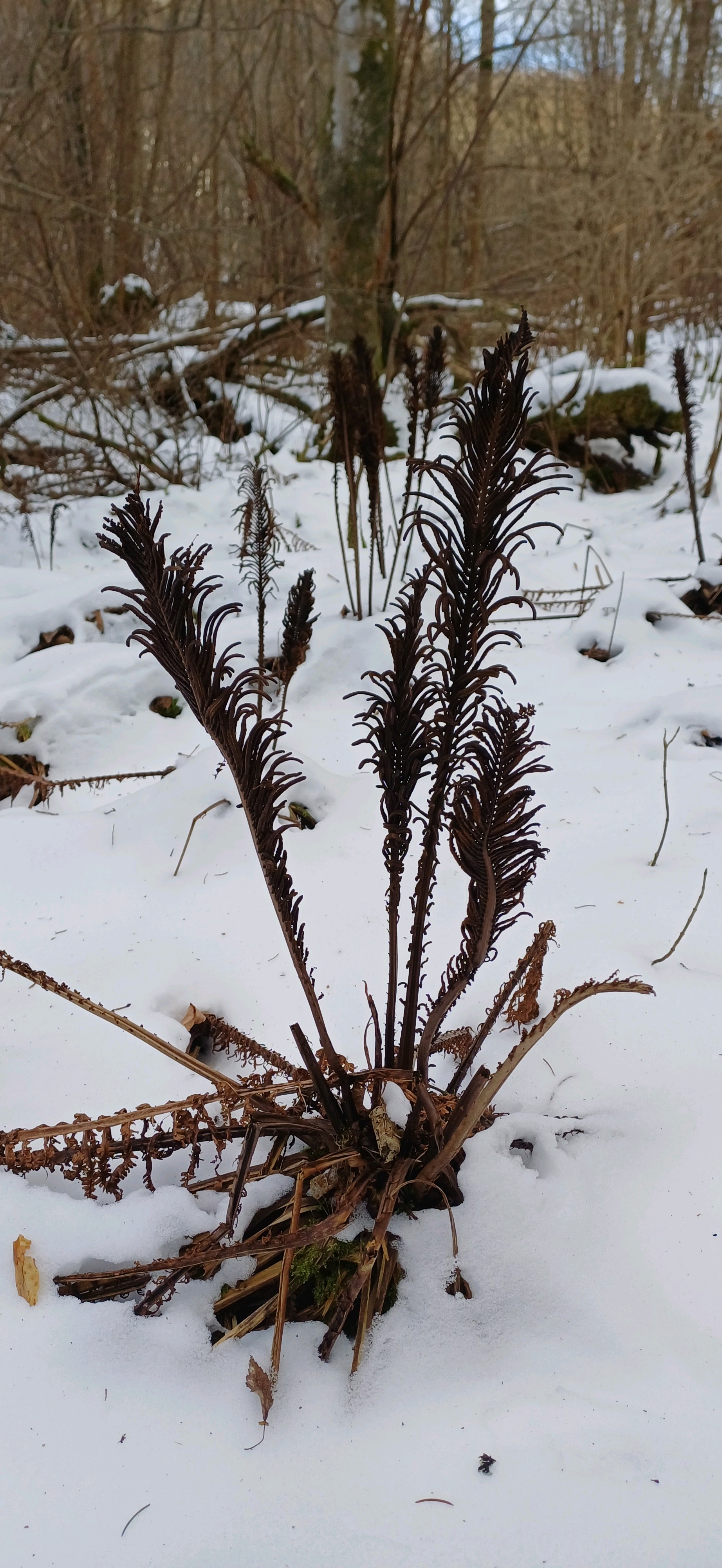 Matteuccia struthiopteris (Ostrich Fern) (alternate view 12)