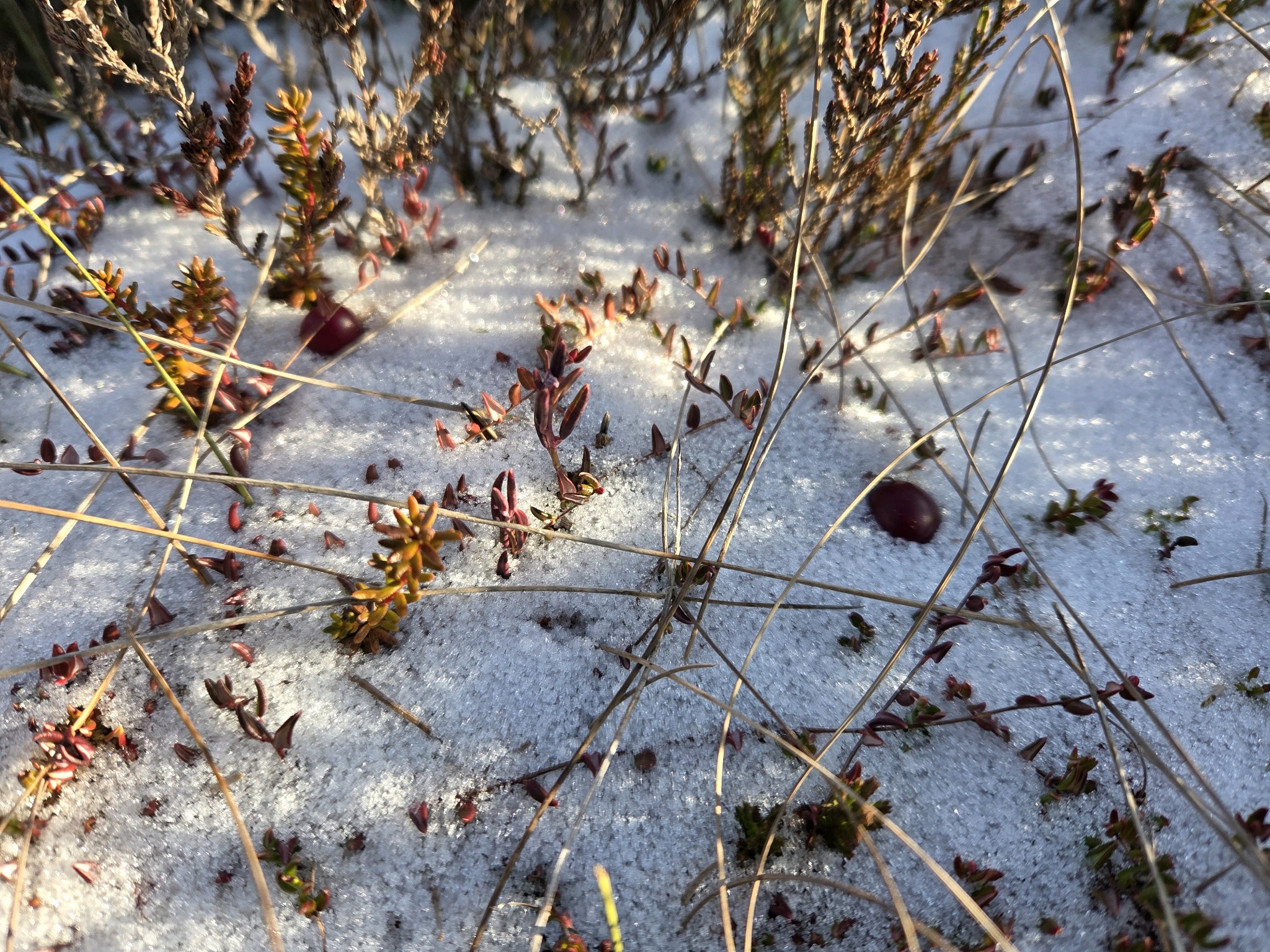 Vaccinium oxycoccos (bog cranberry) (alternate view 12)