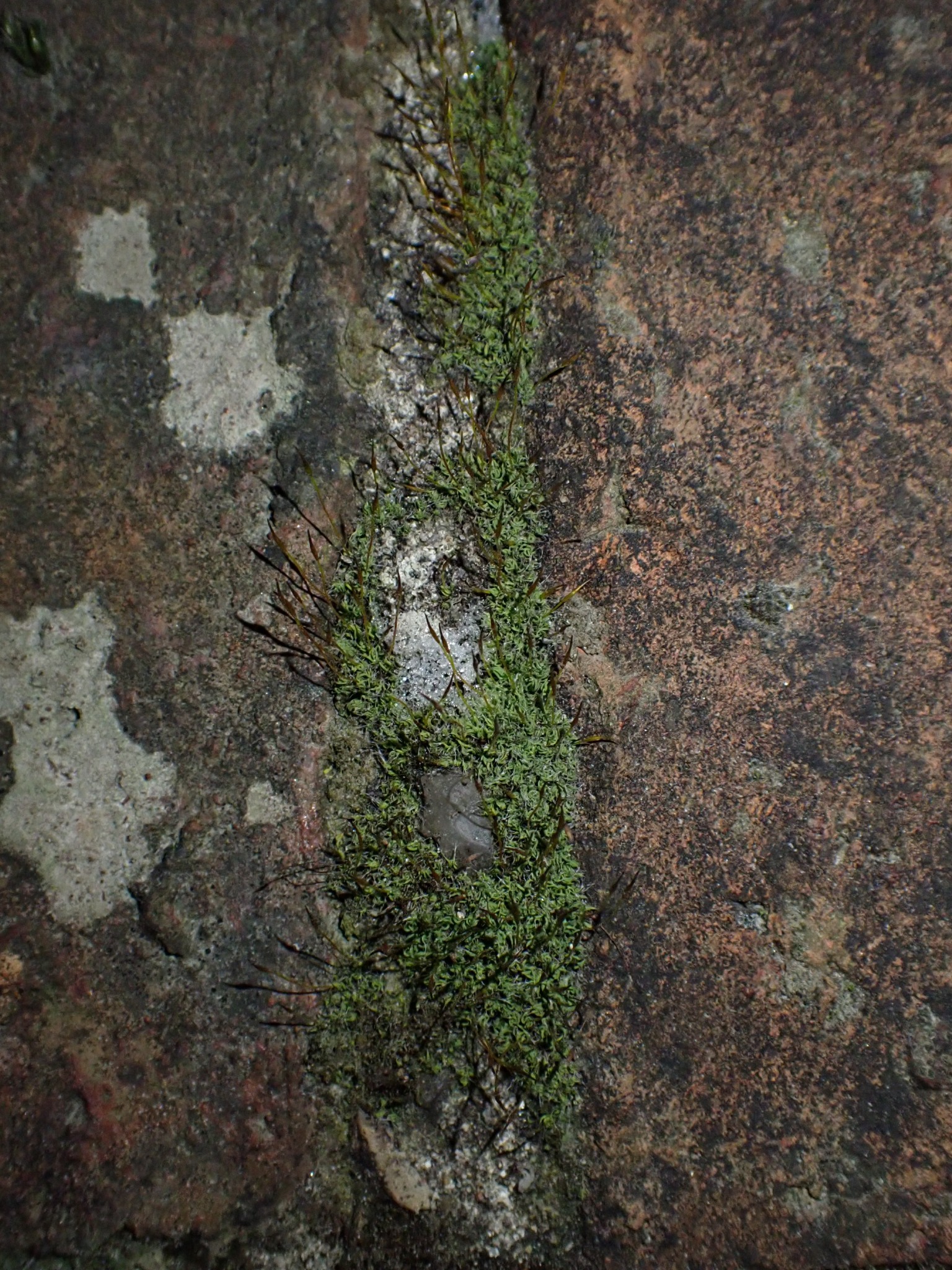Tortula muralis (Wall Screw-moss) (alternate view 13)