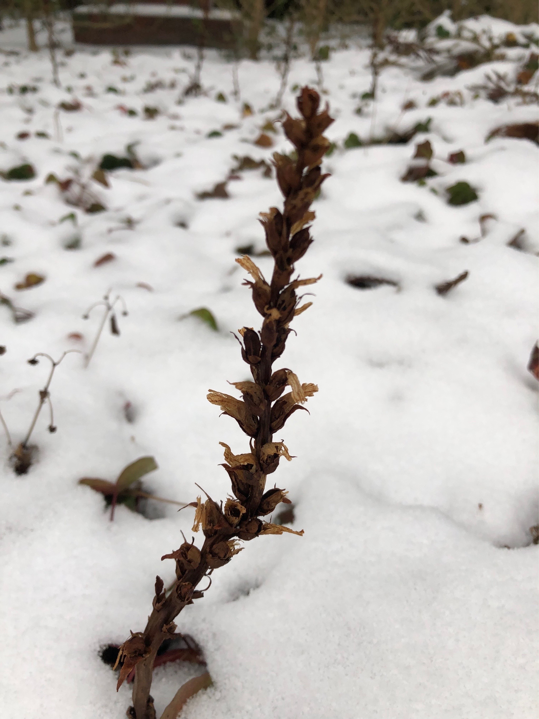 Orobanche (Broomrapes) (alternate view 2)