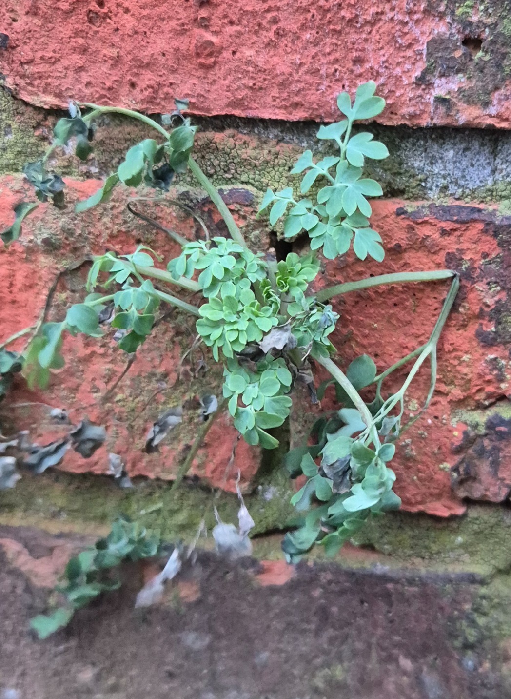 Pseudofumaria lutea (Yellow Fumitory) (alternate view 11)