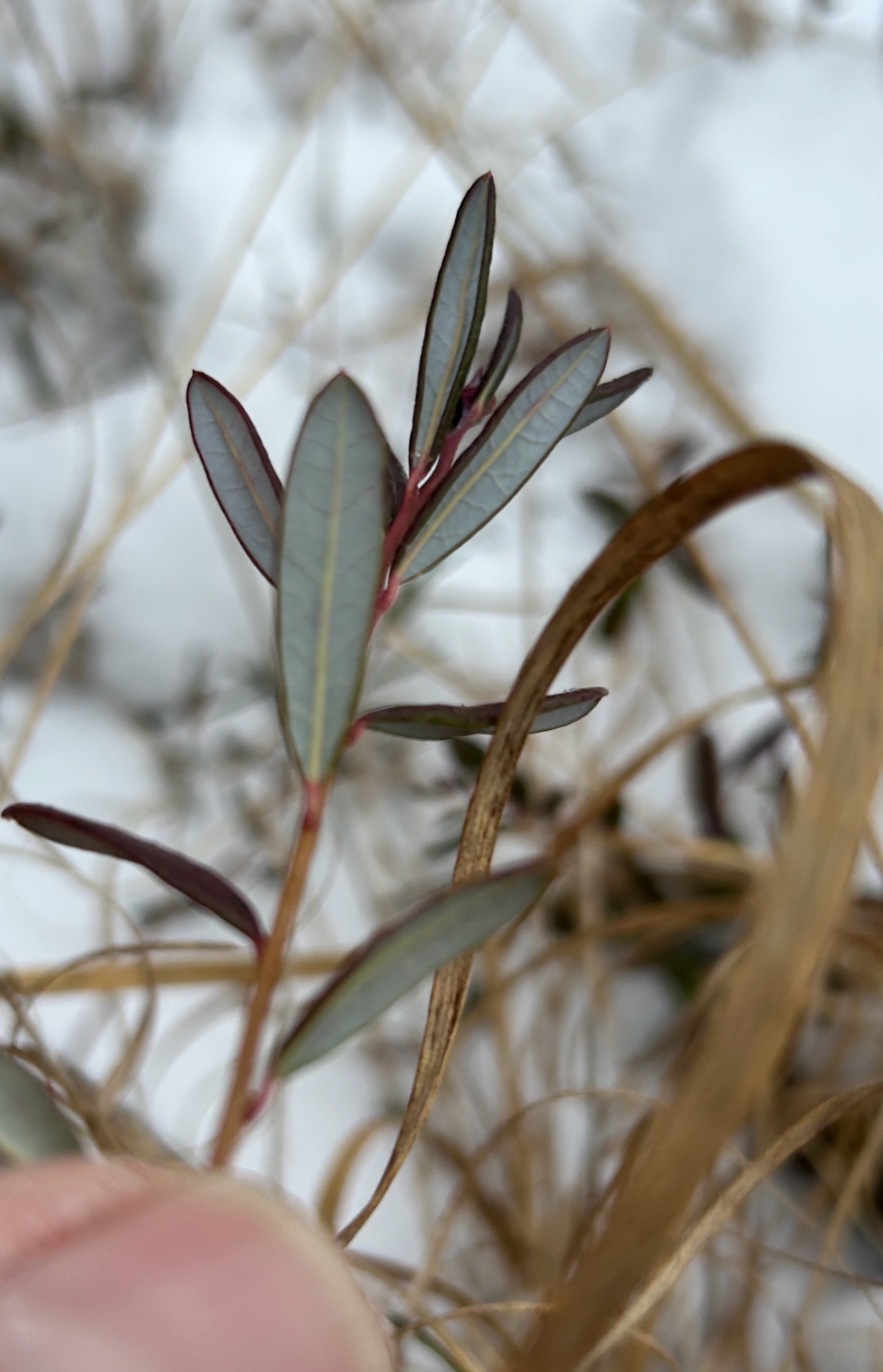 Andromeda polifolia (Bog Rosemary)