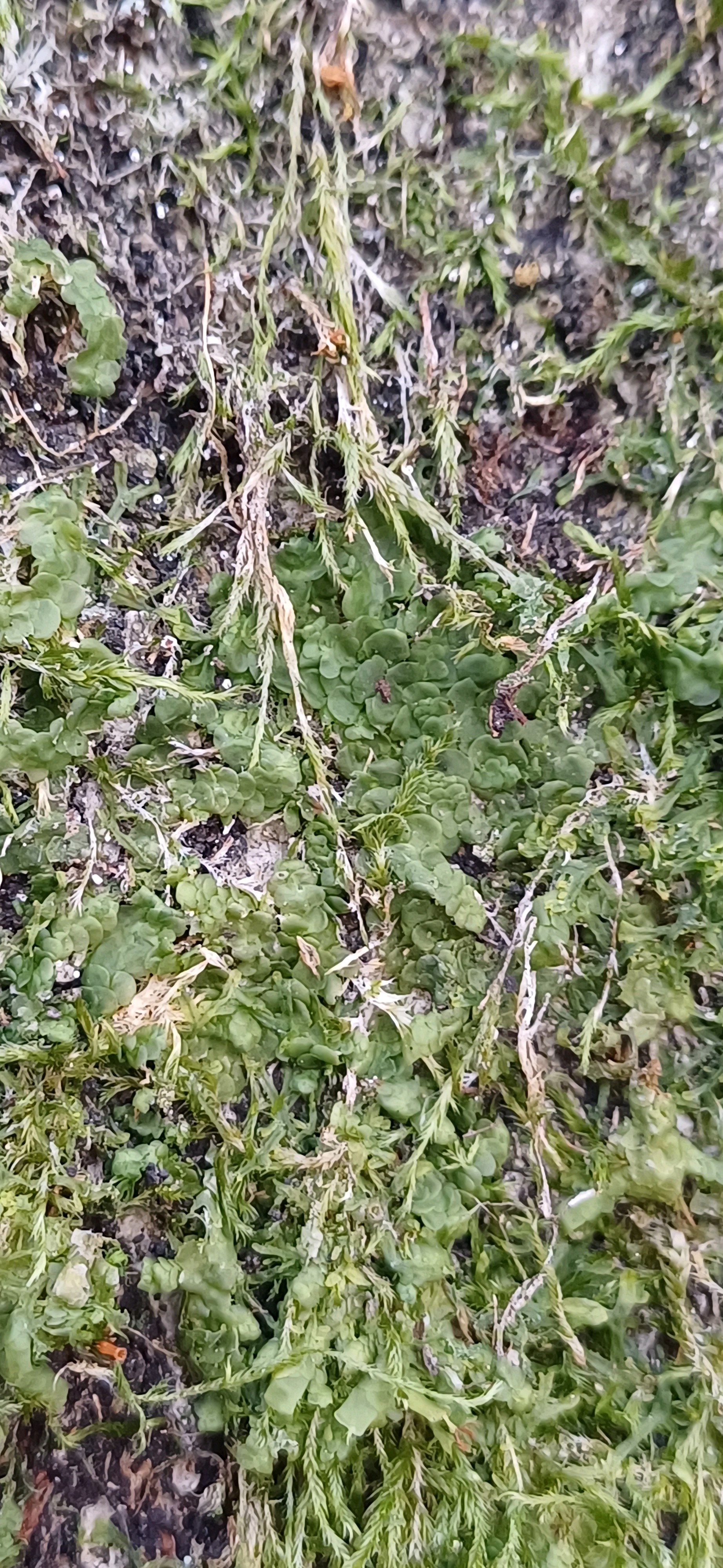 Radula complanata (Flat-leaved Scalewort) (alternate view 13)