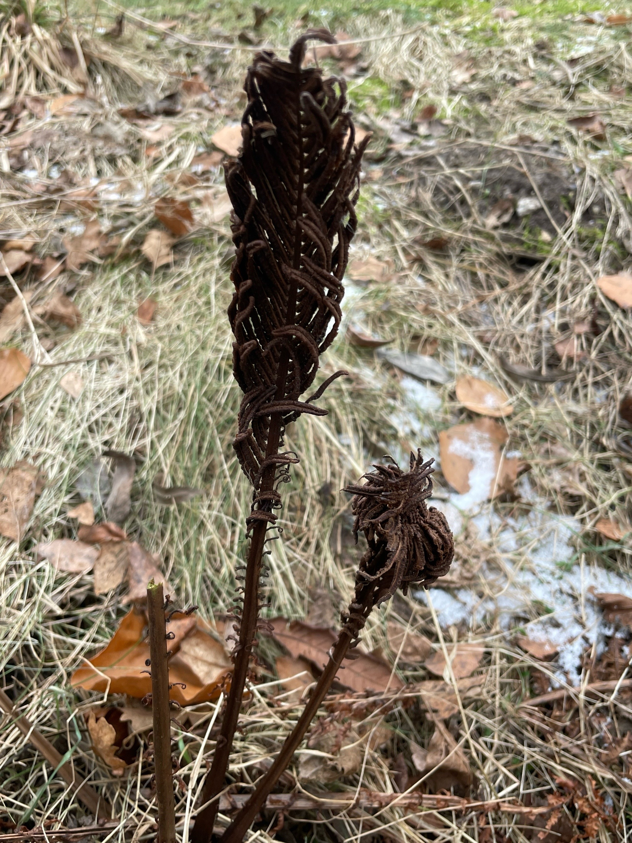 Matteuccia struthiopteris (Ostrich Fern) (alternate view 13)