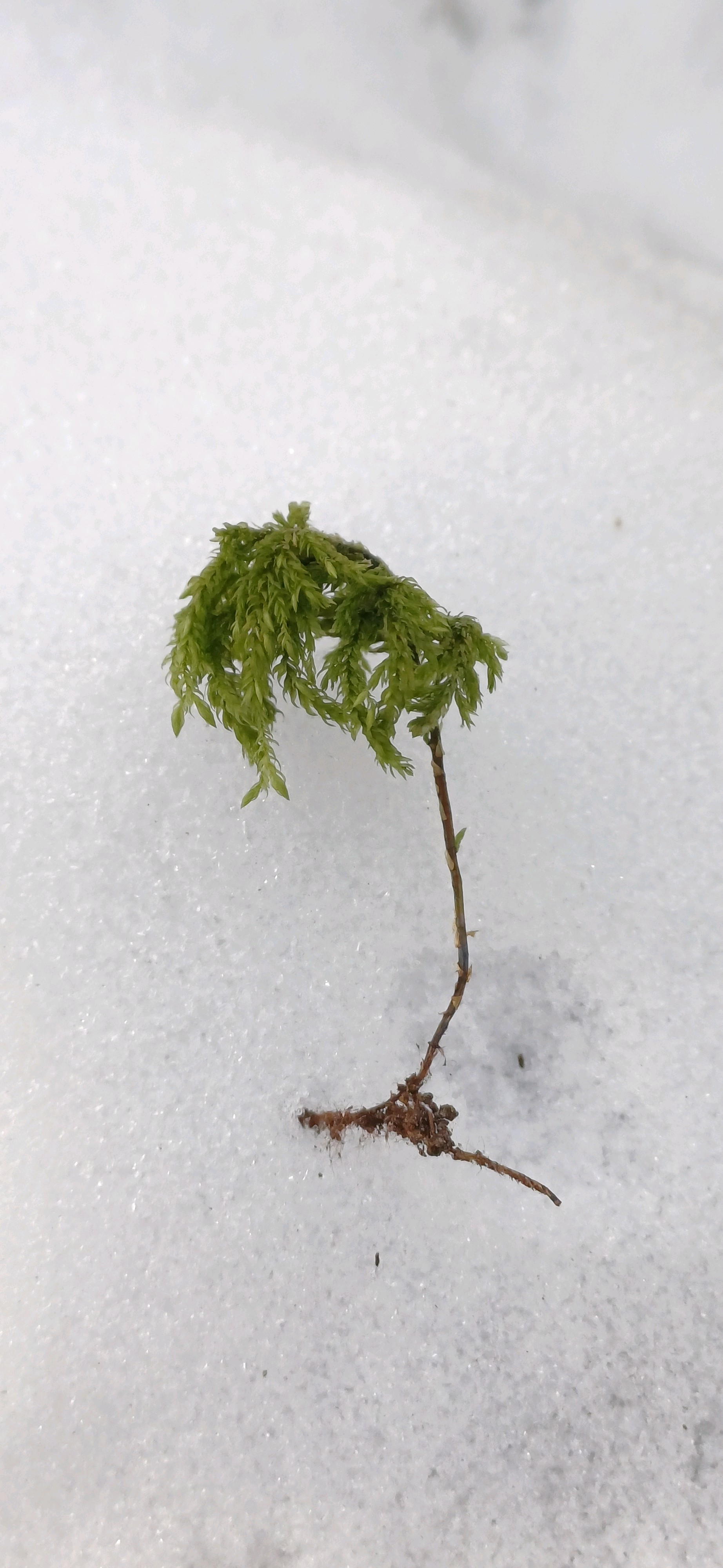 Thamnobryum alopecurum (Fox-tail Feather-moss) (alternate view 10)