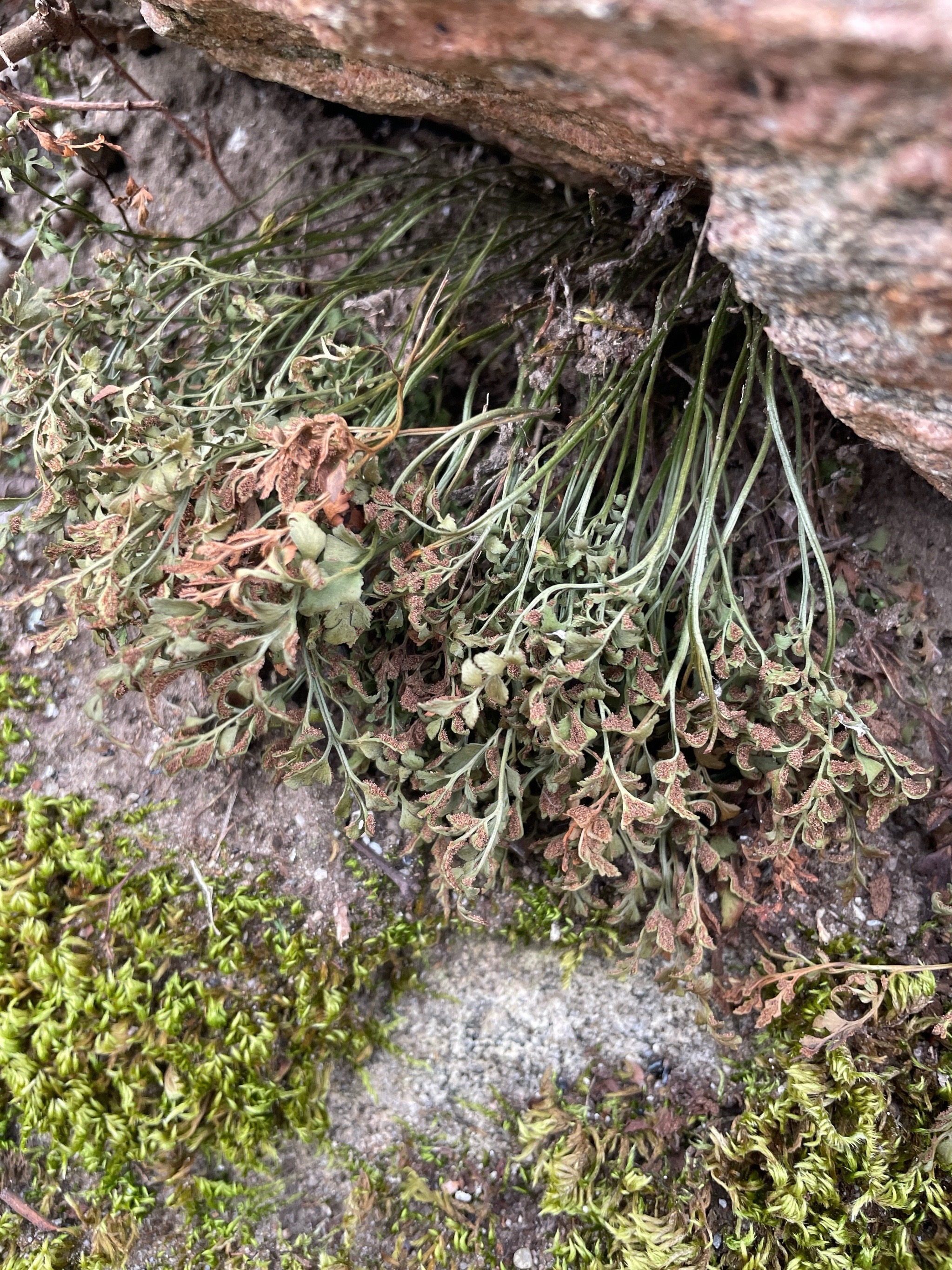 Asplenium ruta-muraria (wall-rue) (alternate view 12)